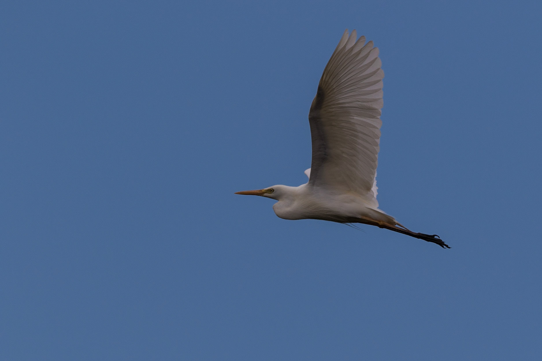 Intermediate Egret