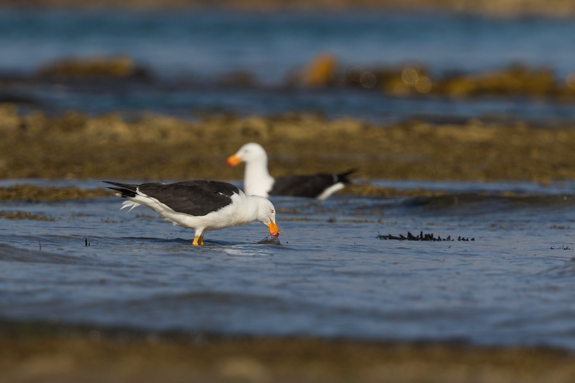 Pacific Gull