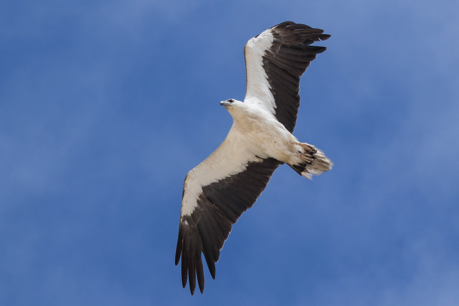White-Bellied Sea-Eagle