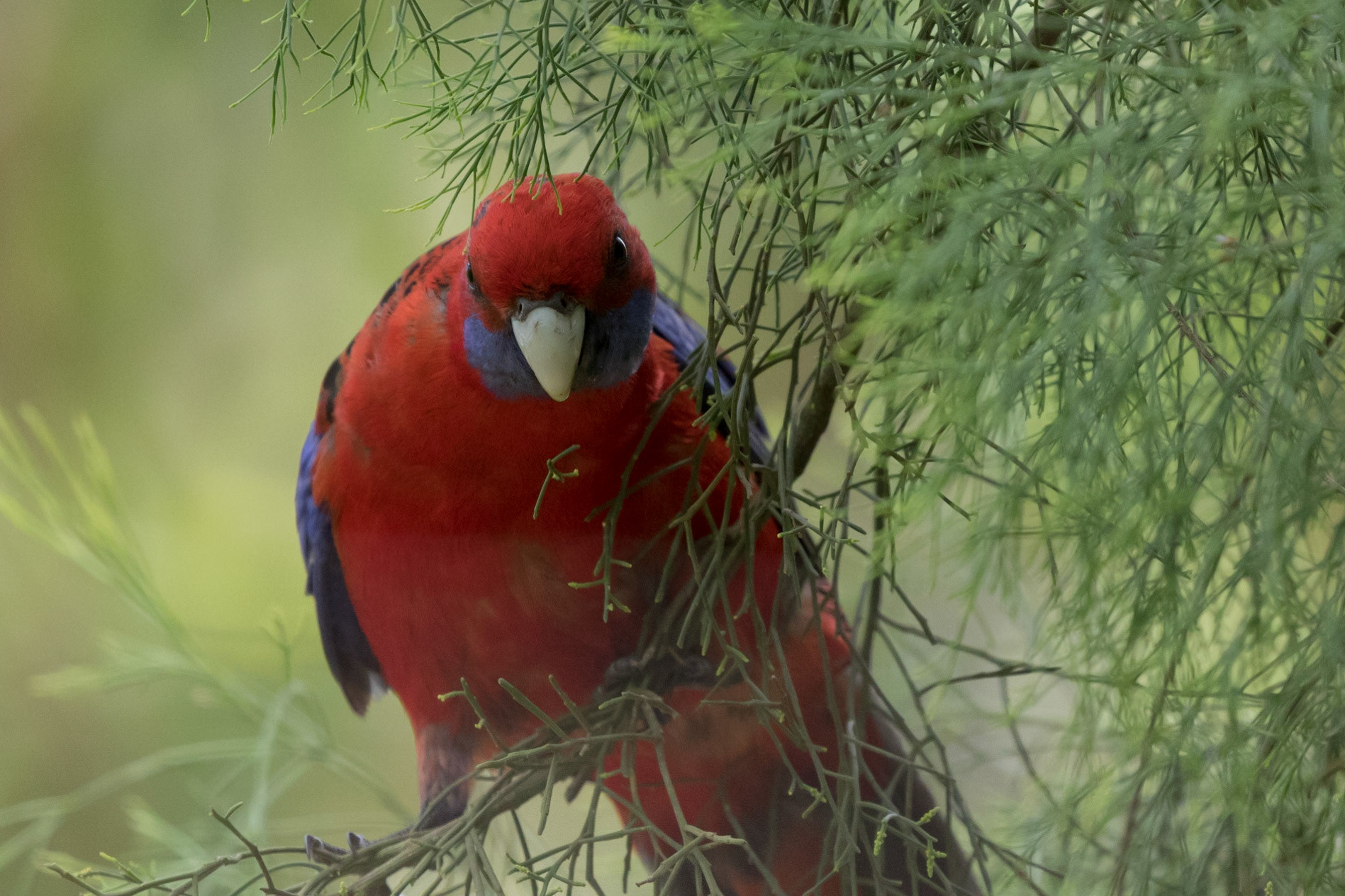 Crimson Rosella