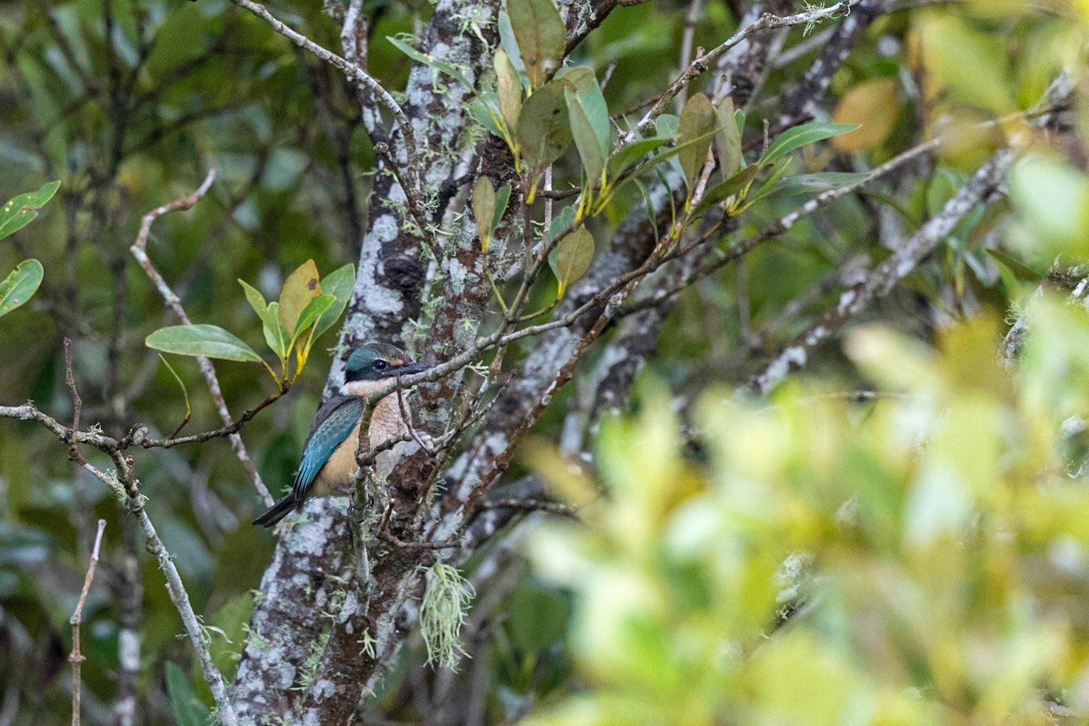 Sacred Kingfisher