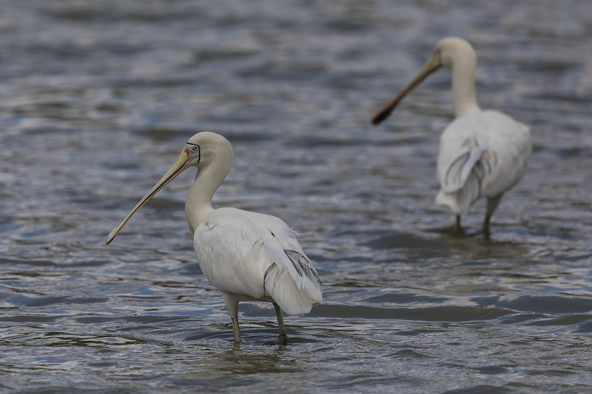 Yellow-Billed Spoonbill