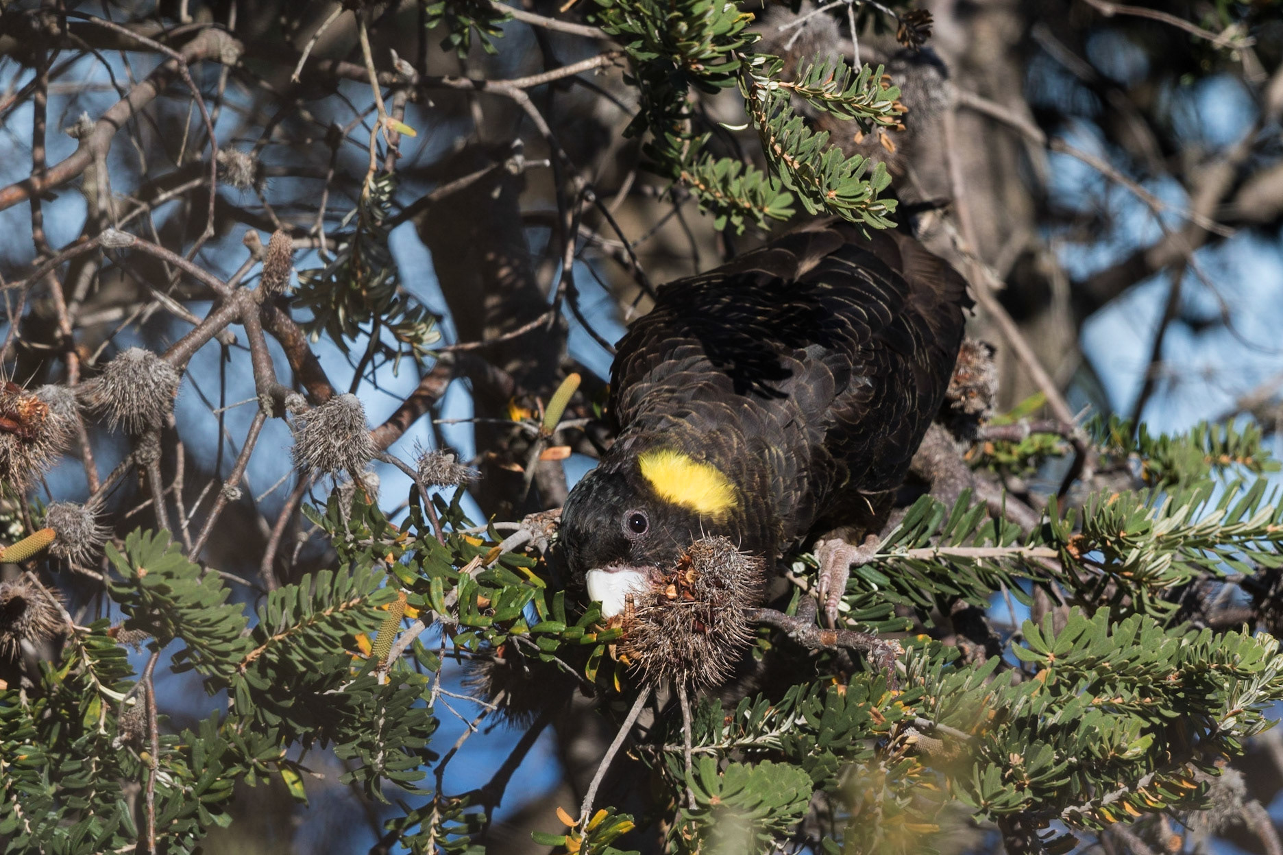 Yellow-Tailed Black-Cockatoo
