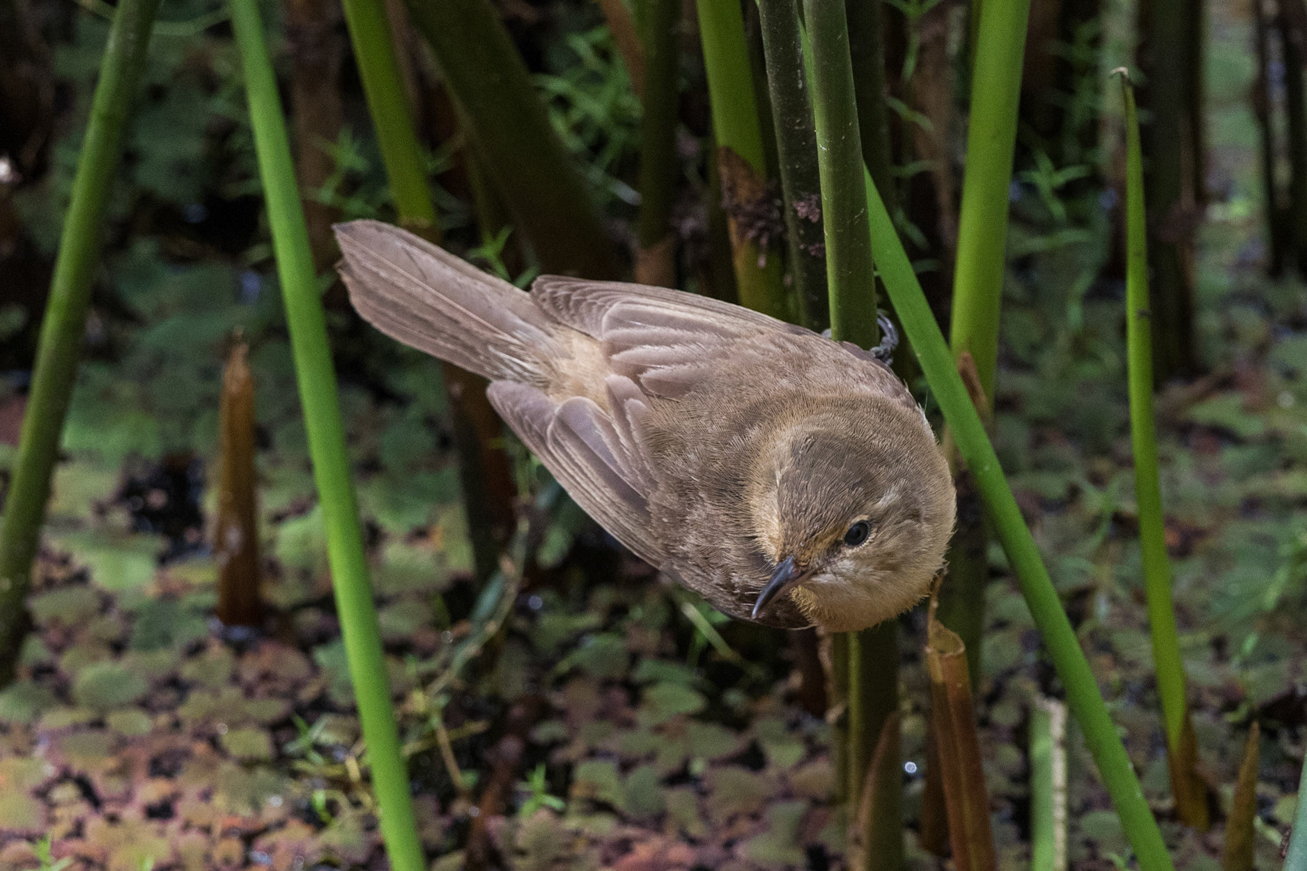 Australian Reed-Warbler