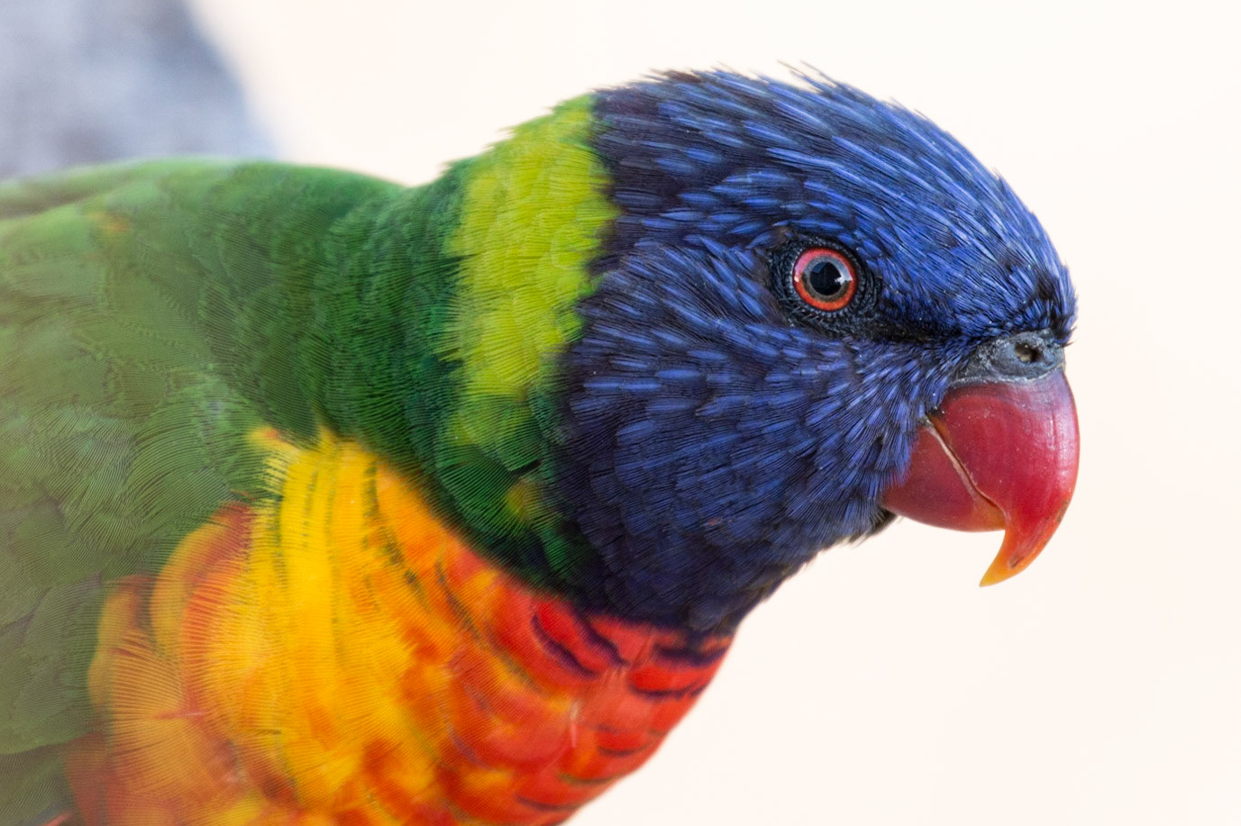 Rainbow Lorikeet