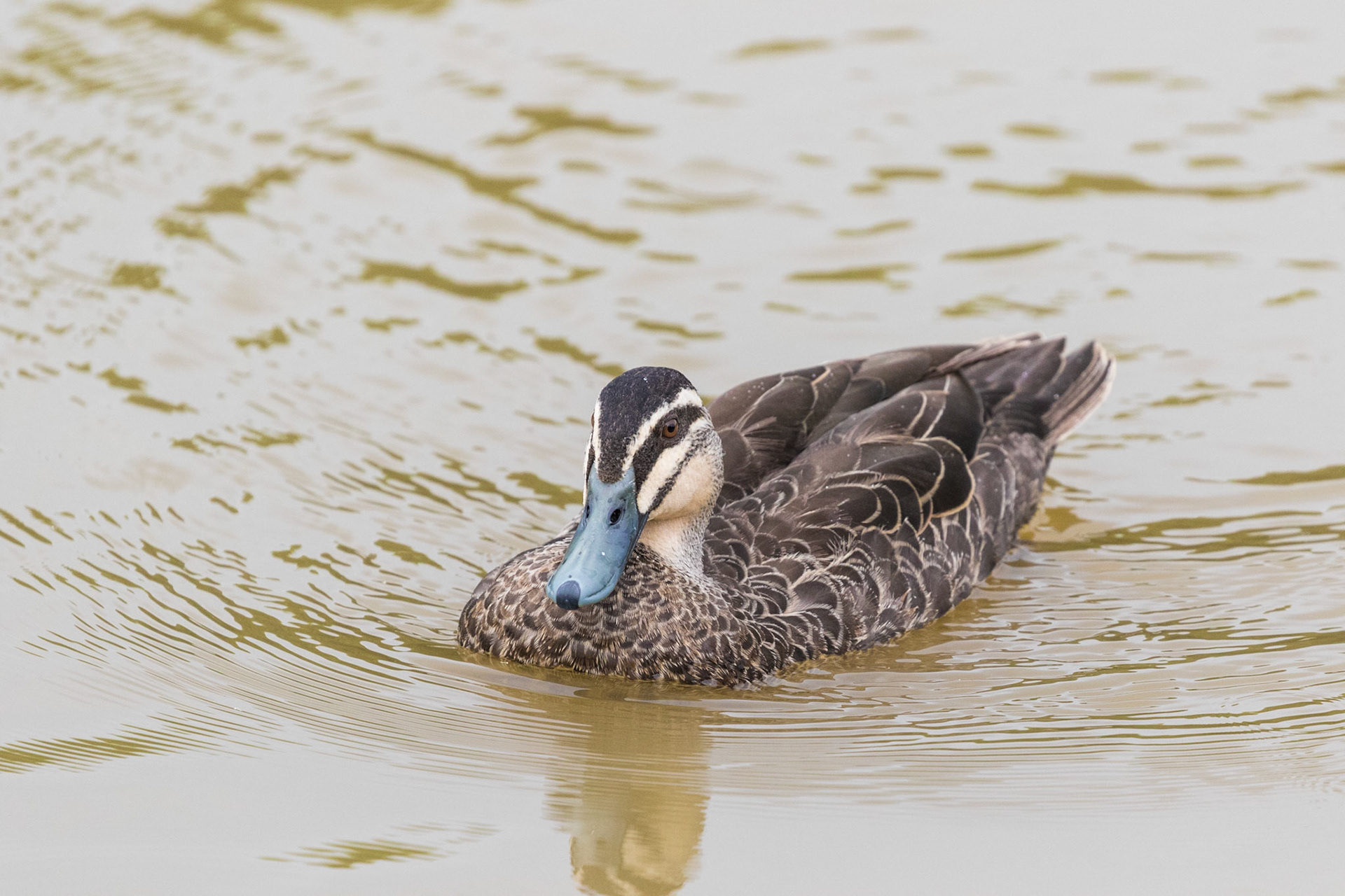 Pacific Black Duck