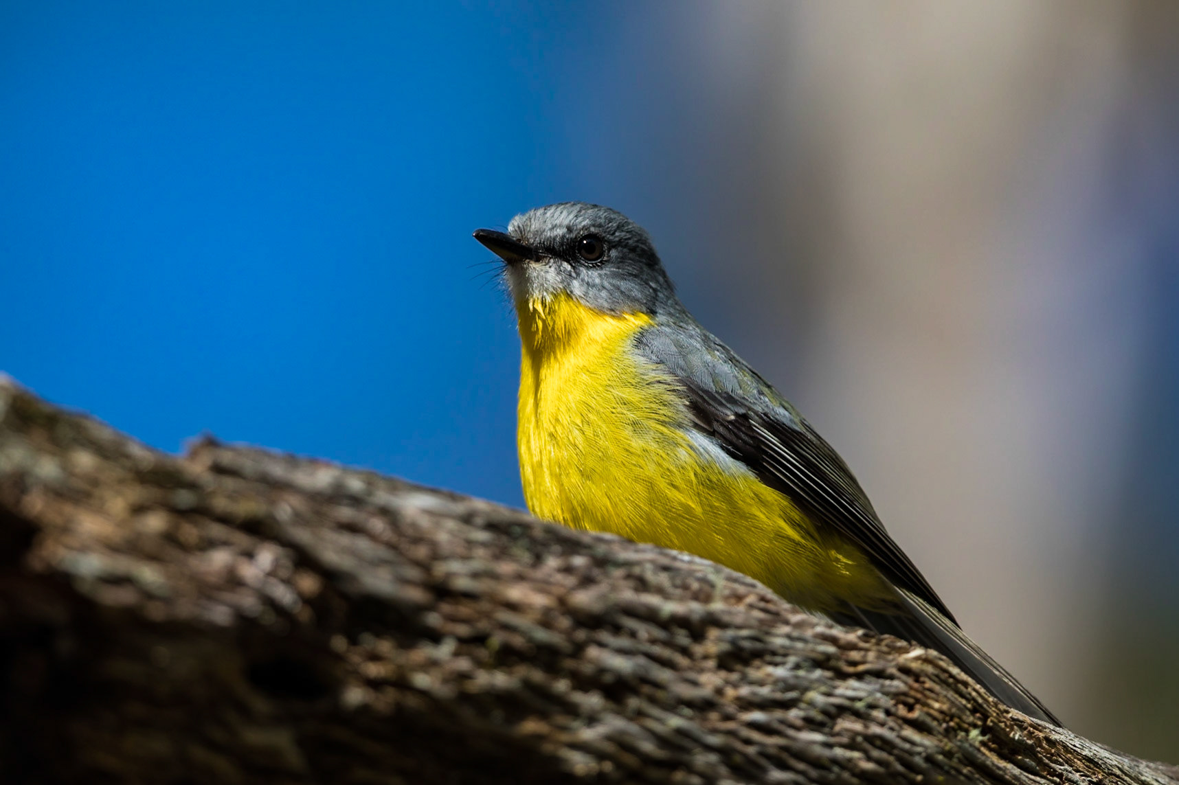 Eastern Yellow Robin
