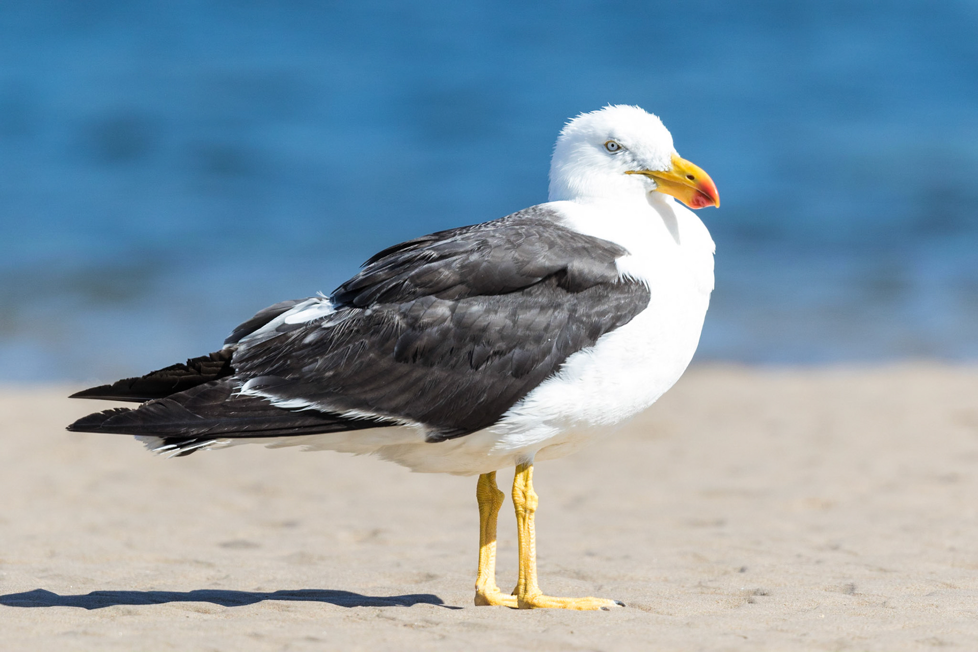 Pacific Gull