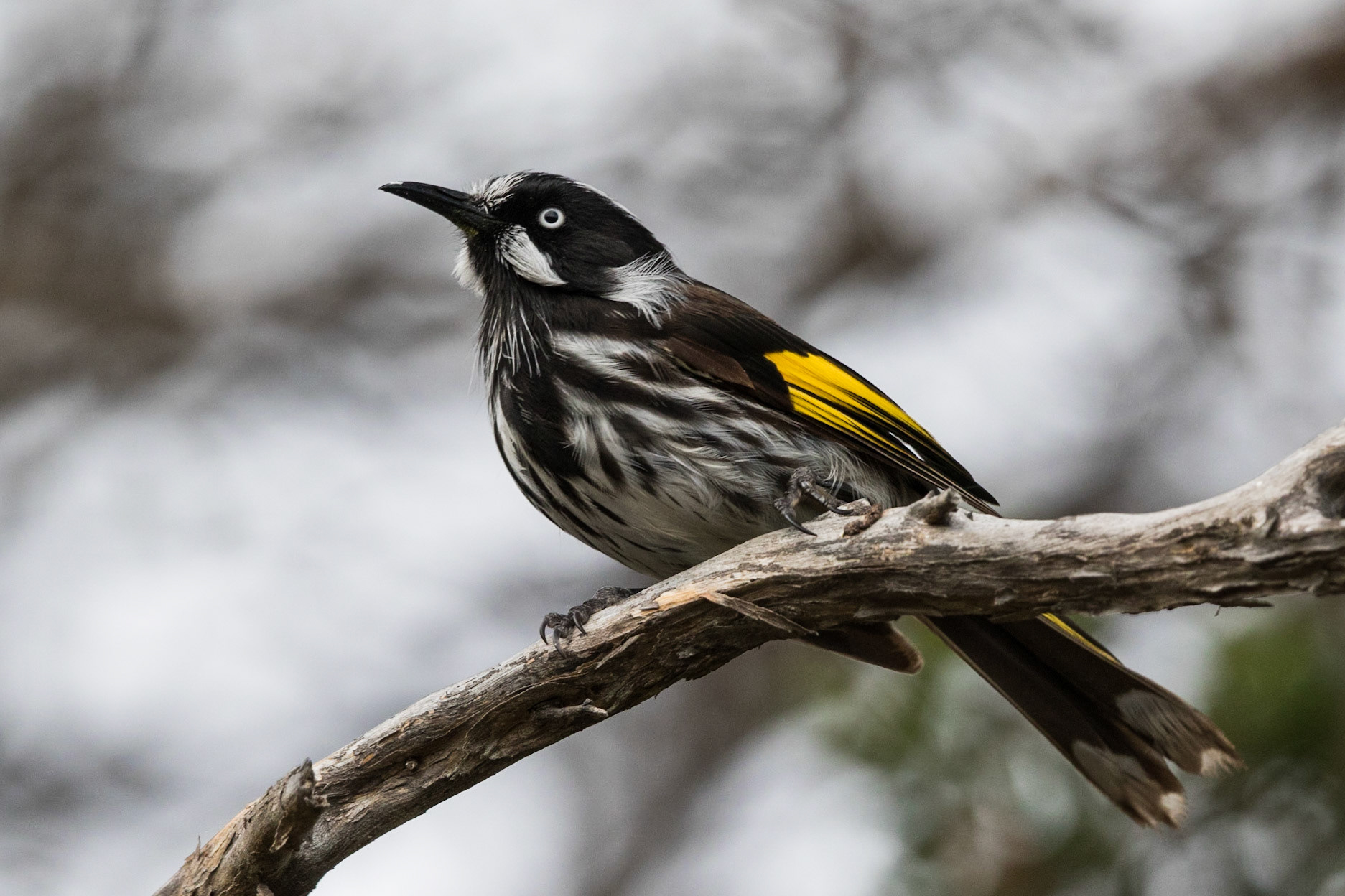 New Holland Honeyeater