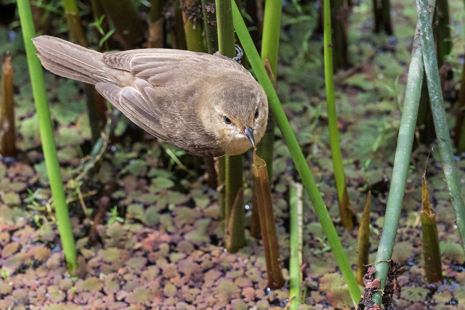 Australian Reed-Warbler