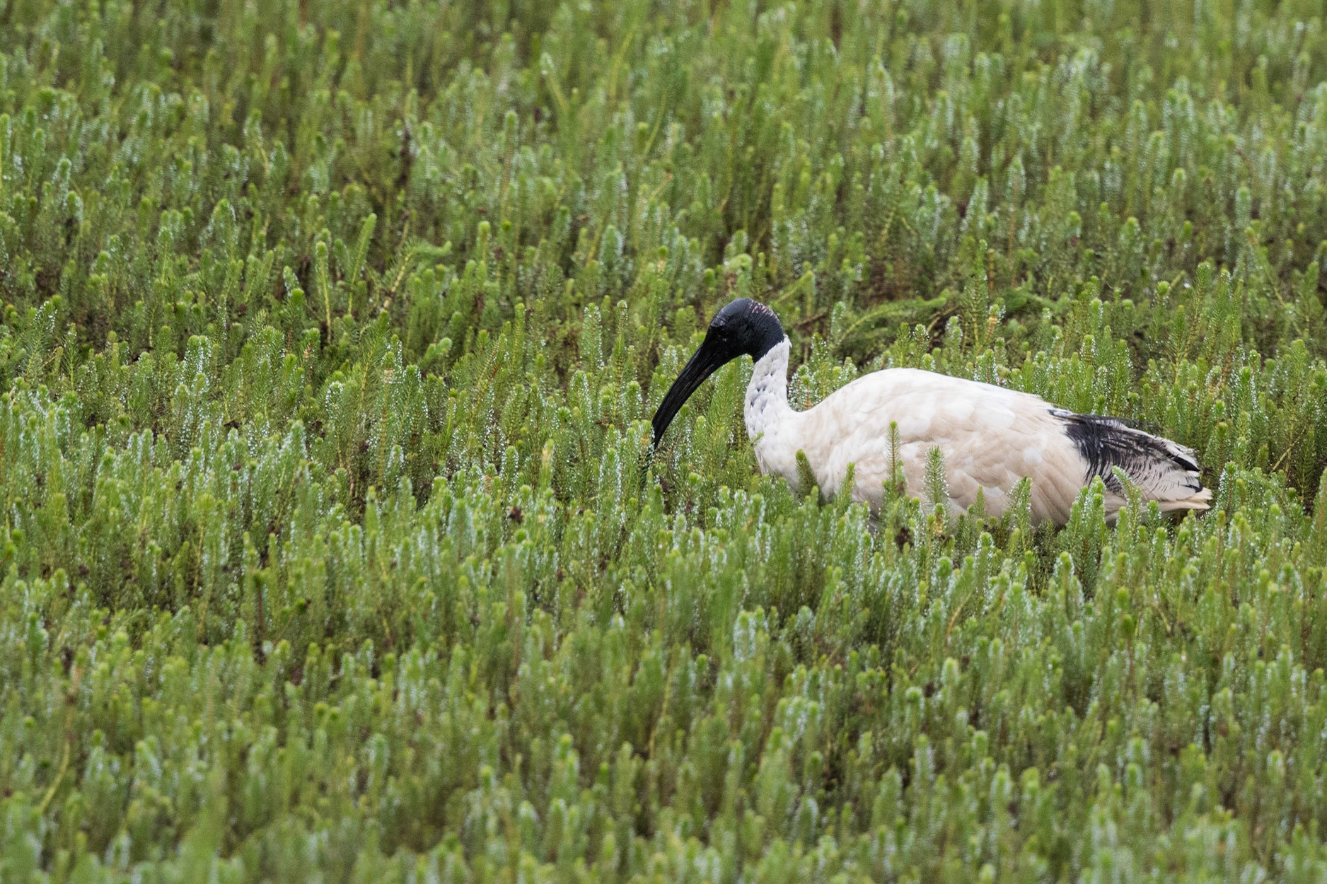 Australian White Ibis