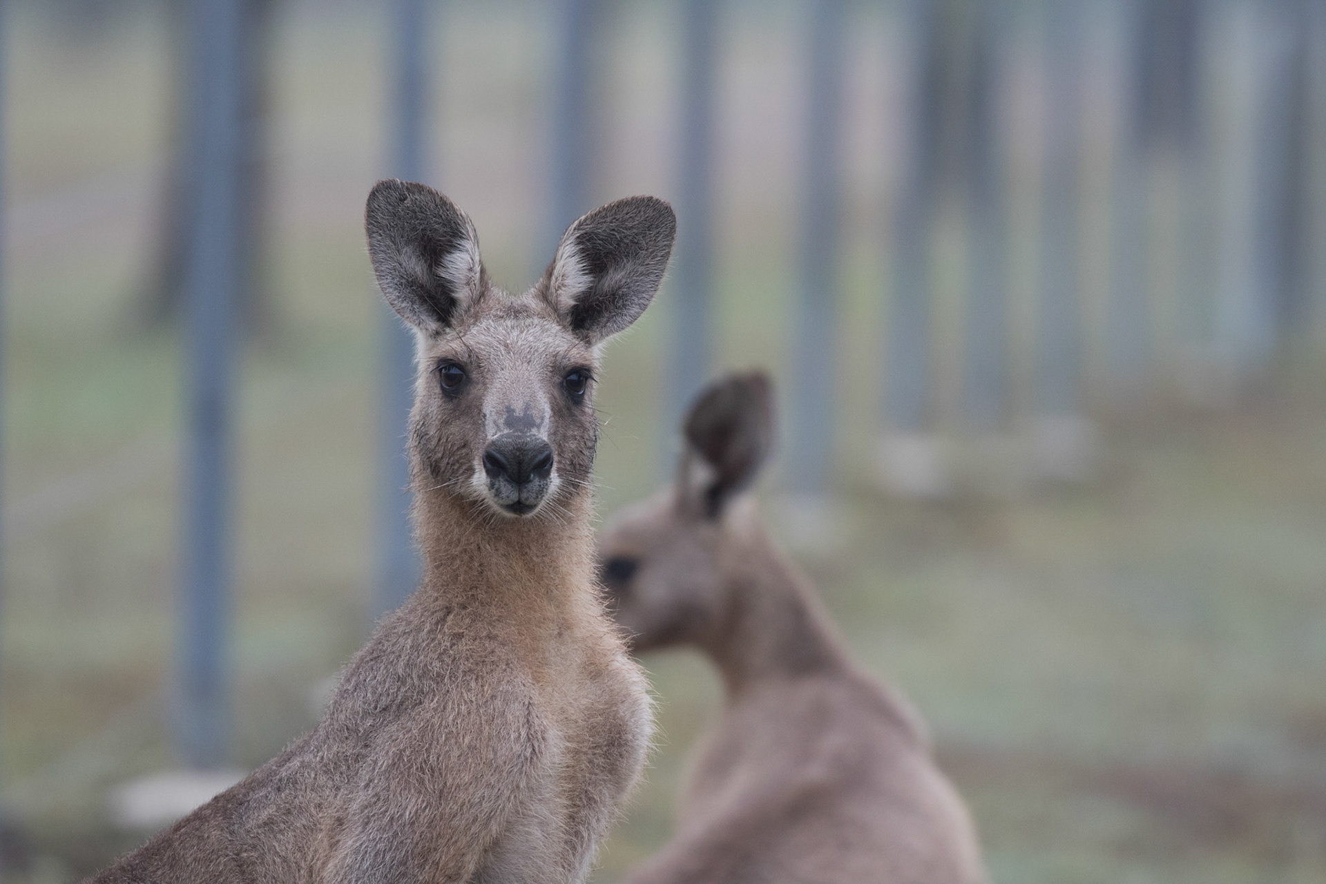 Kangaroo