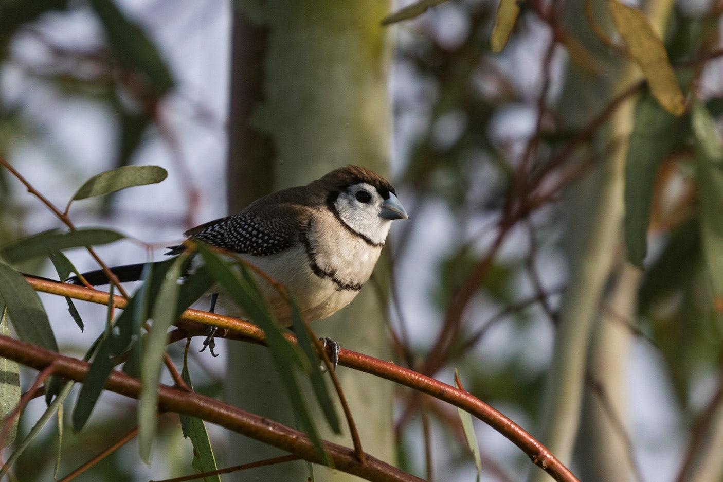 Double-barred Finch