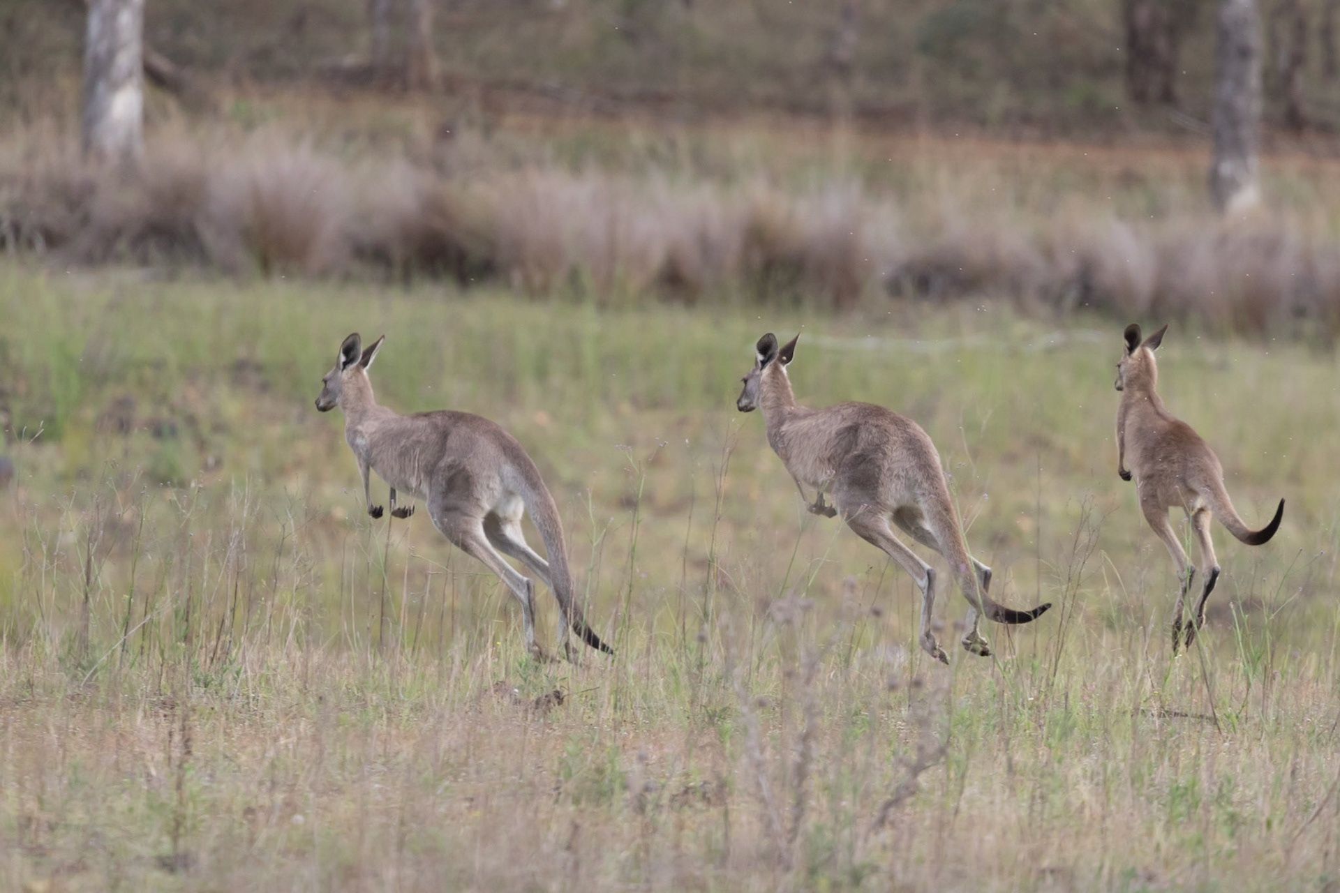 Kangaroo