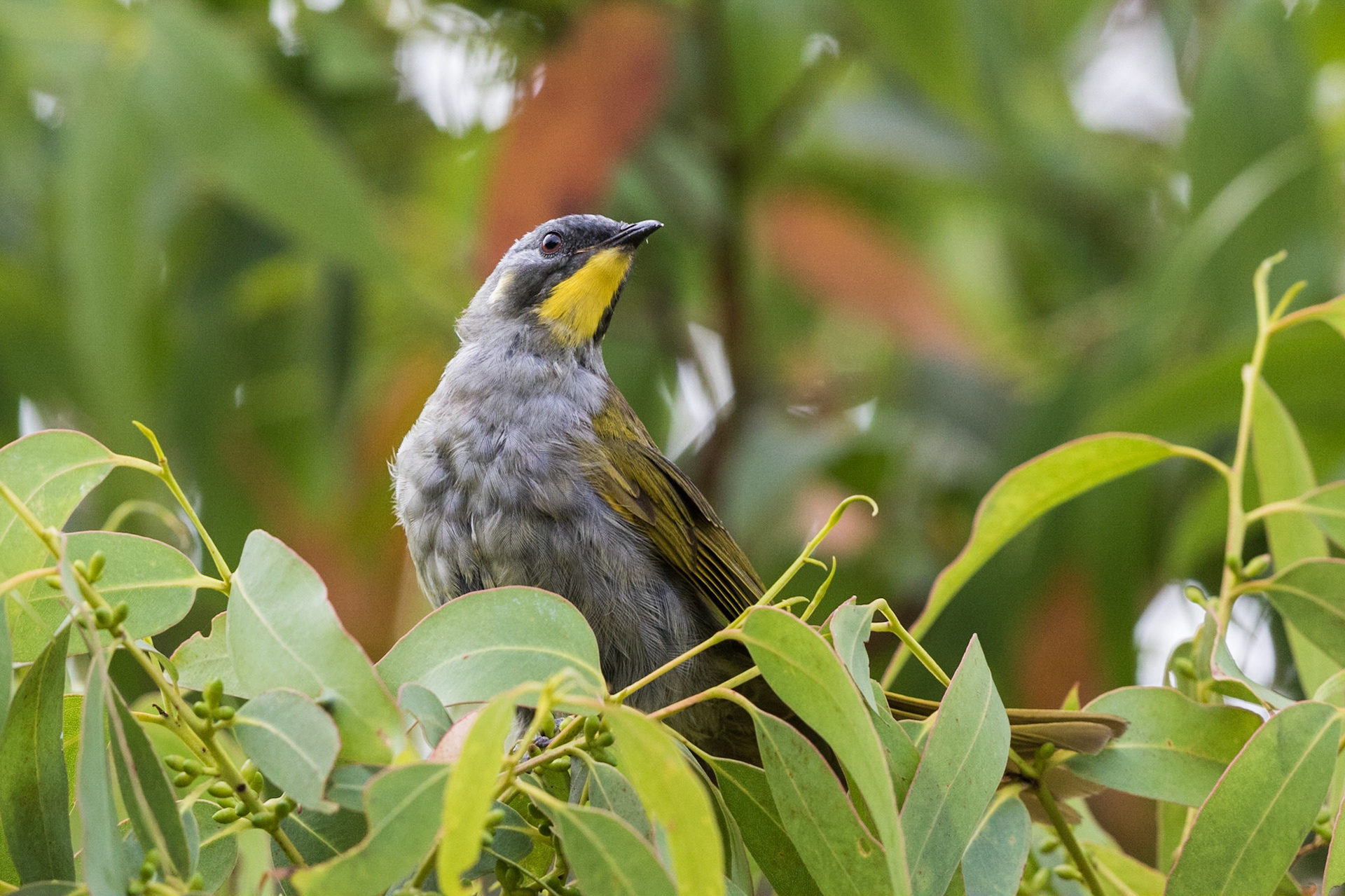 Yellow-Throated Honeyeater