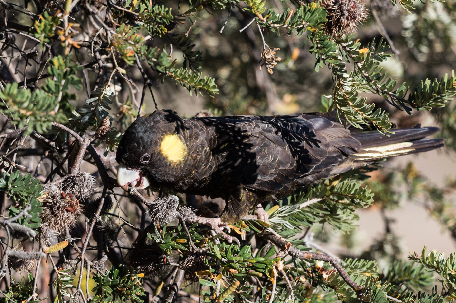 Yellow-Tailed Black-Cockatoo