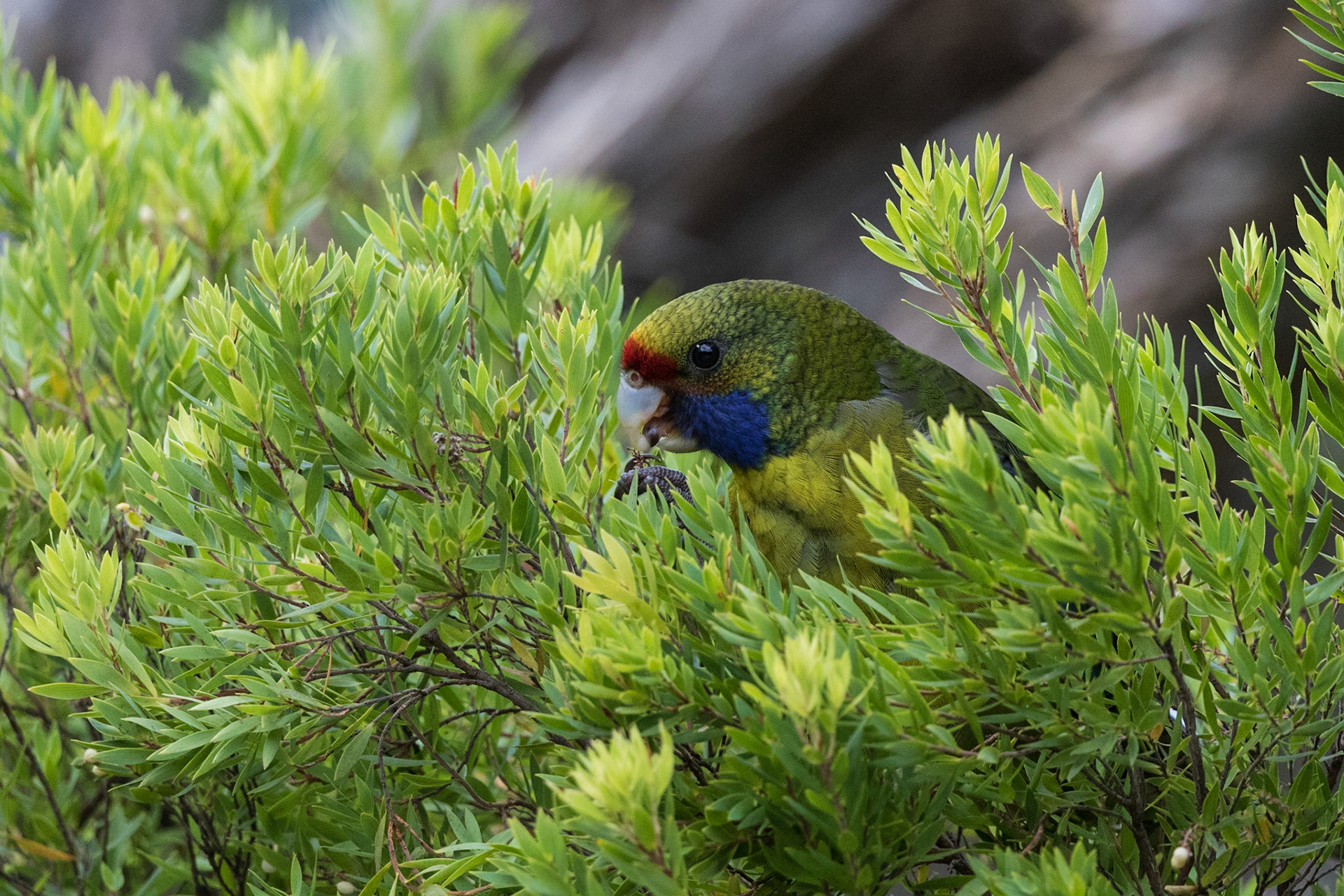 Green Rosella