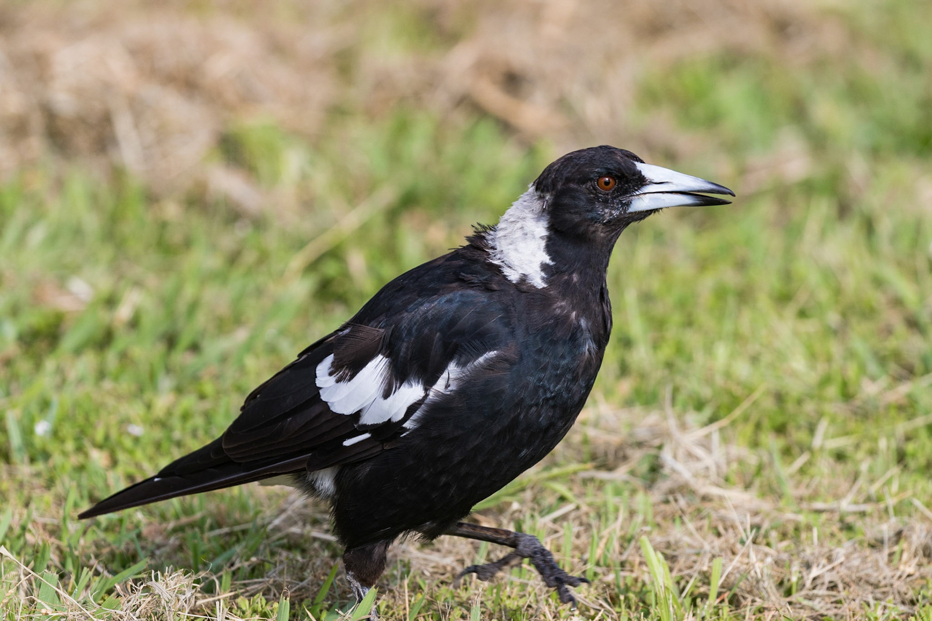 Australian Magpie