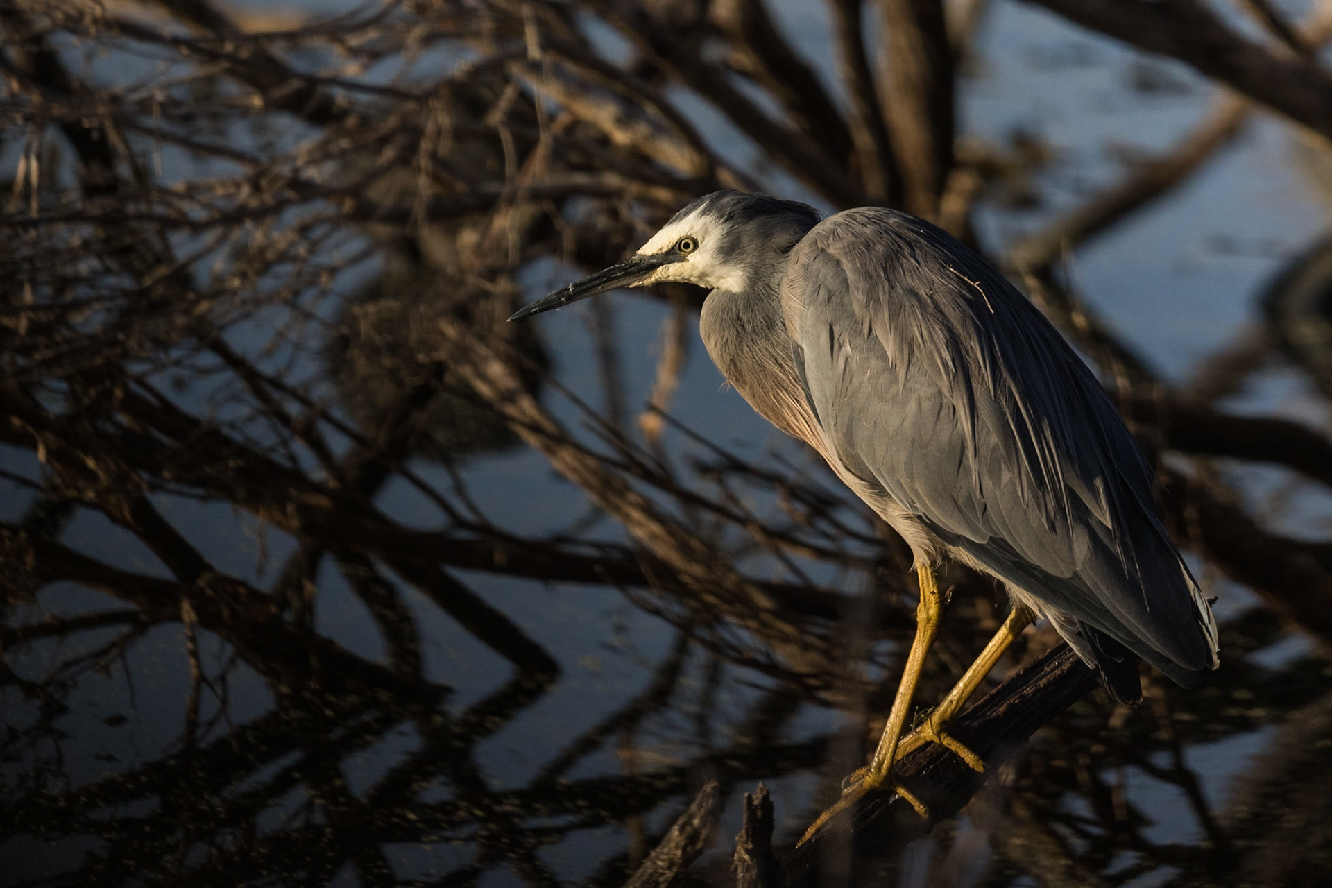 White-Faced Heron