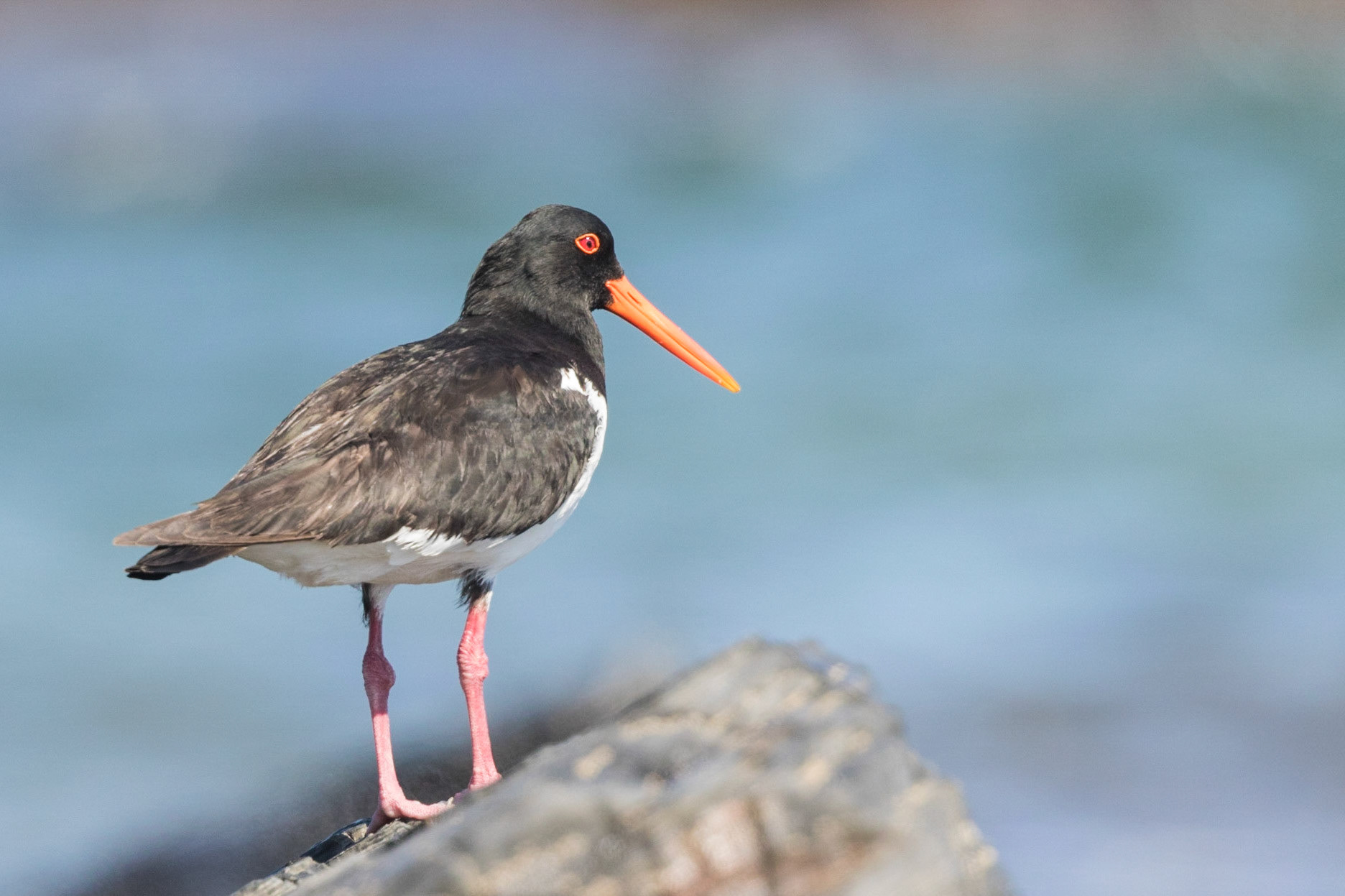 Australian Pied Oystercatcher