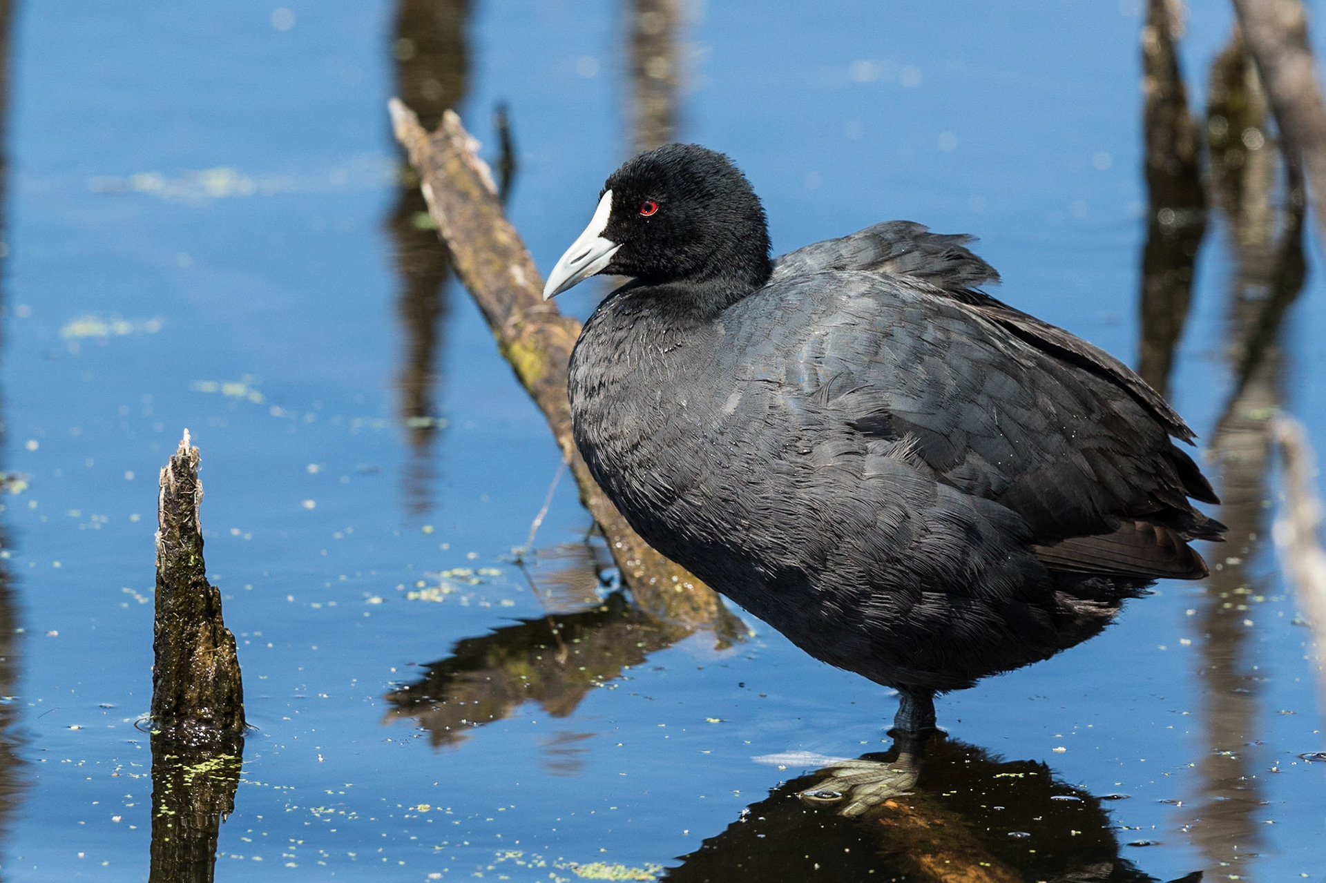 Eurasain Coot