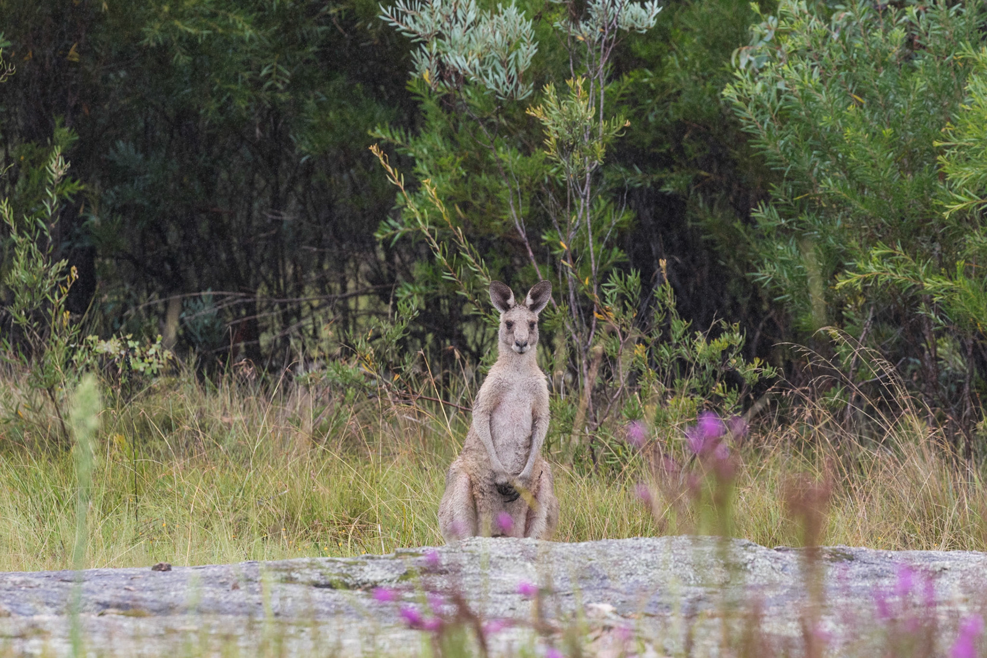 Kangaroo