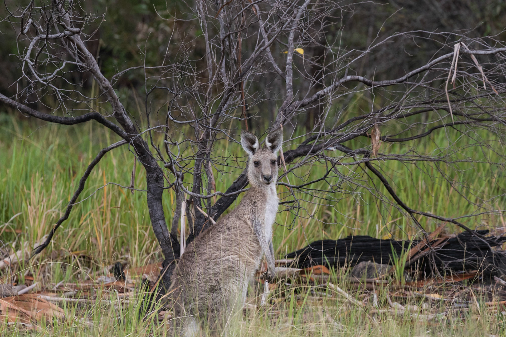 Wallaby