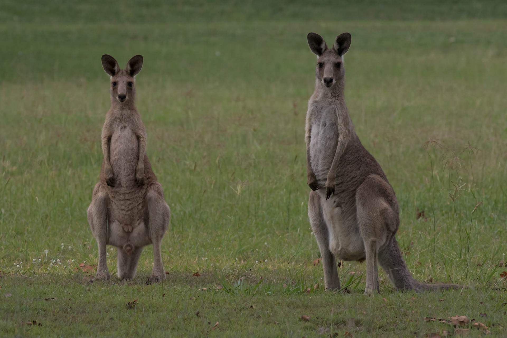 Kangaroo