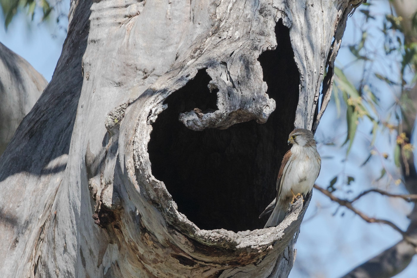 Nankeen Kestrel