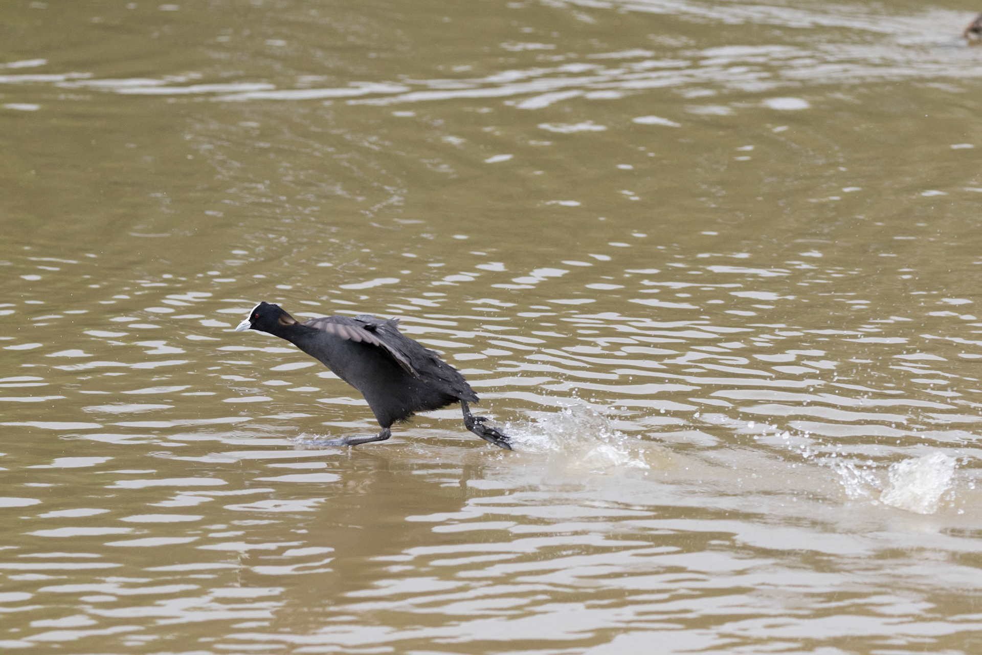 Eurasian Coot