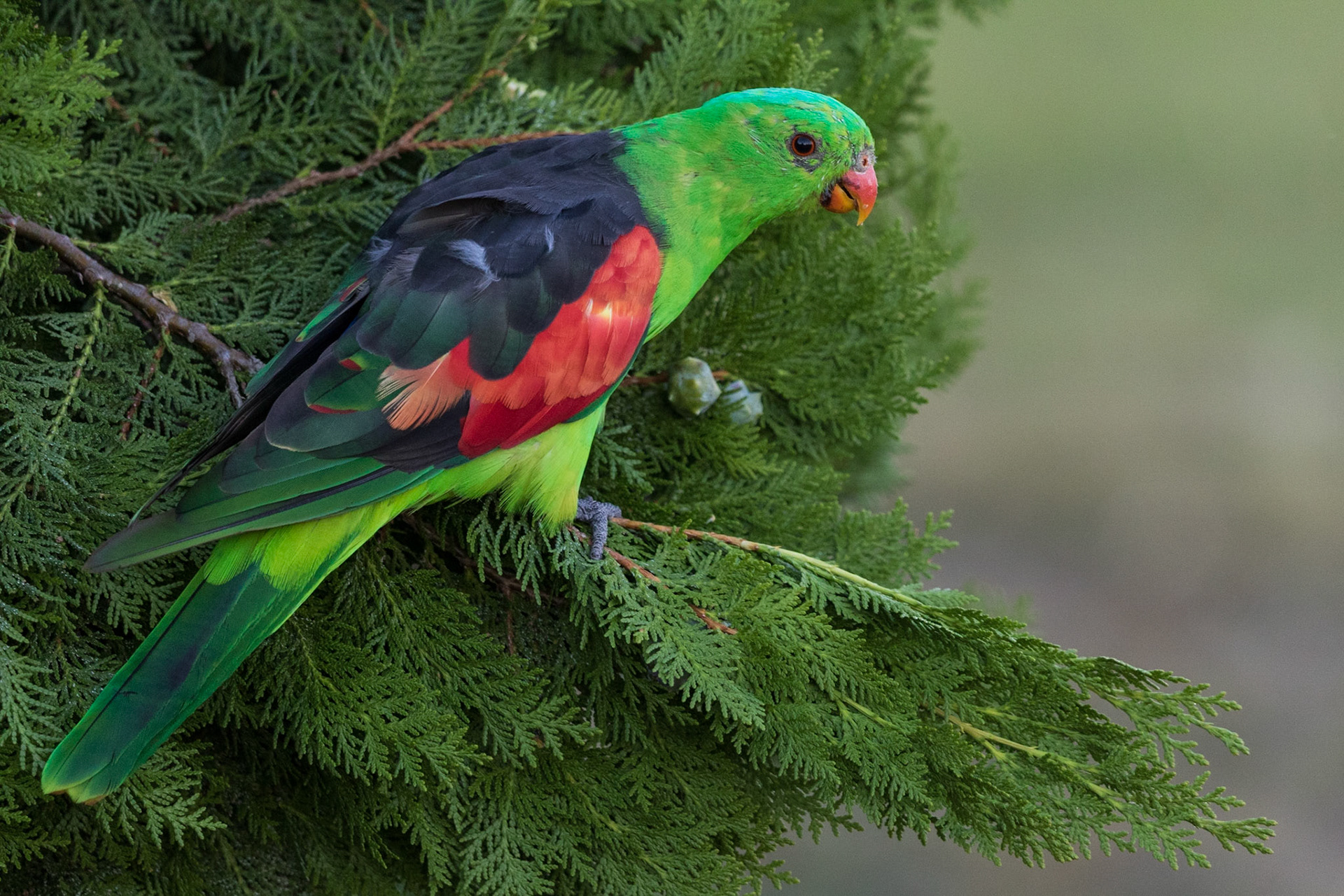 Red-winged Parrot