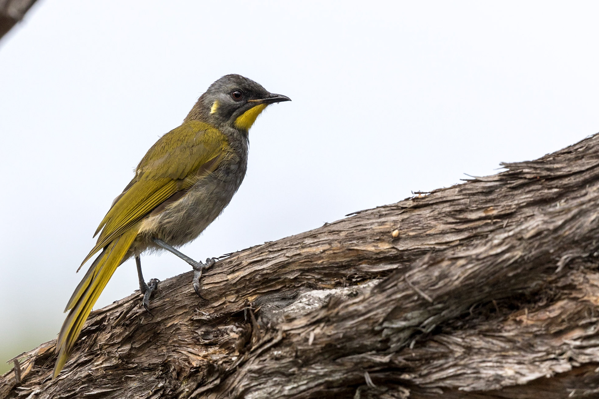 Yellow-Throated Honeyeater