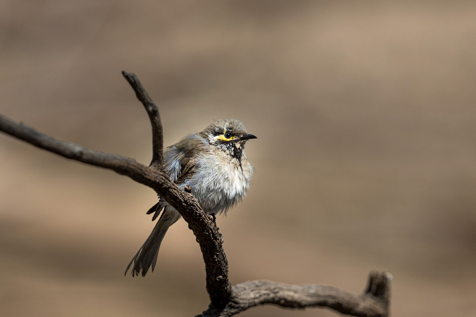 Yellow-faced Honeyeater