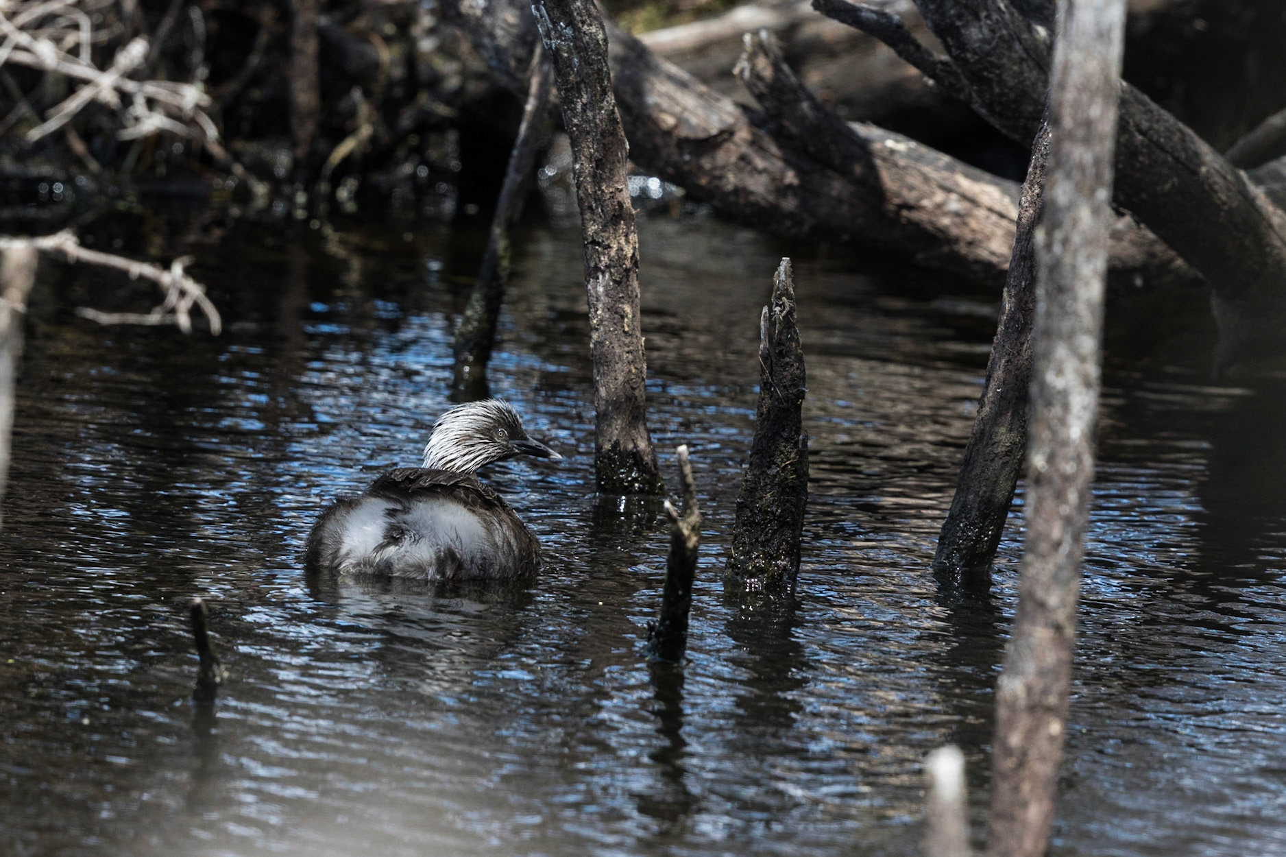 Hoary-Headed Grebe