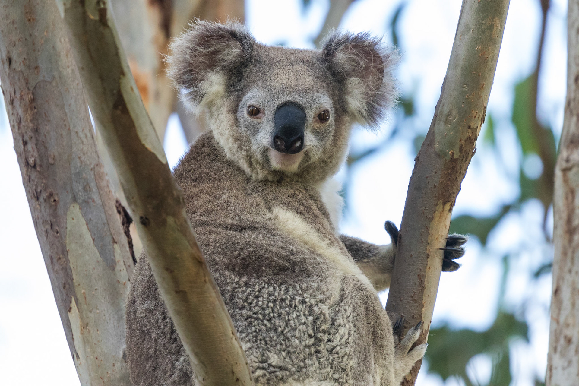 Koala