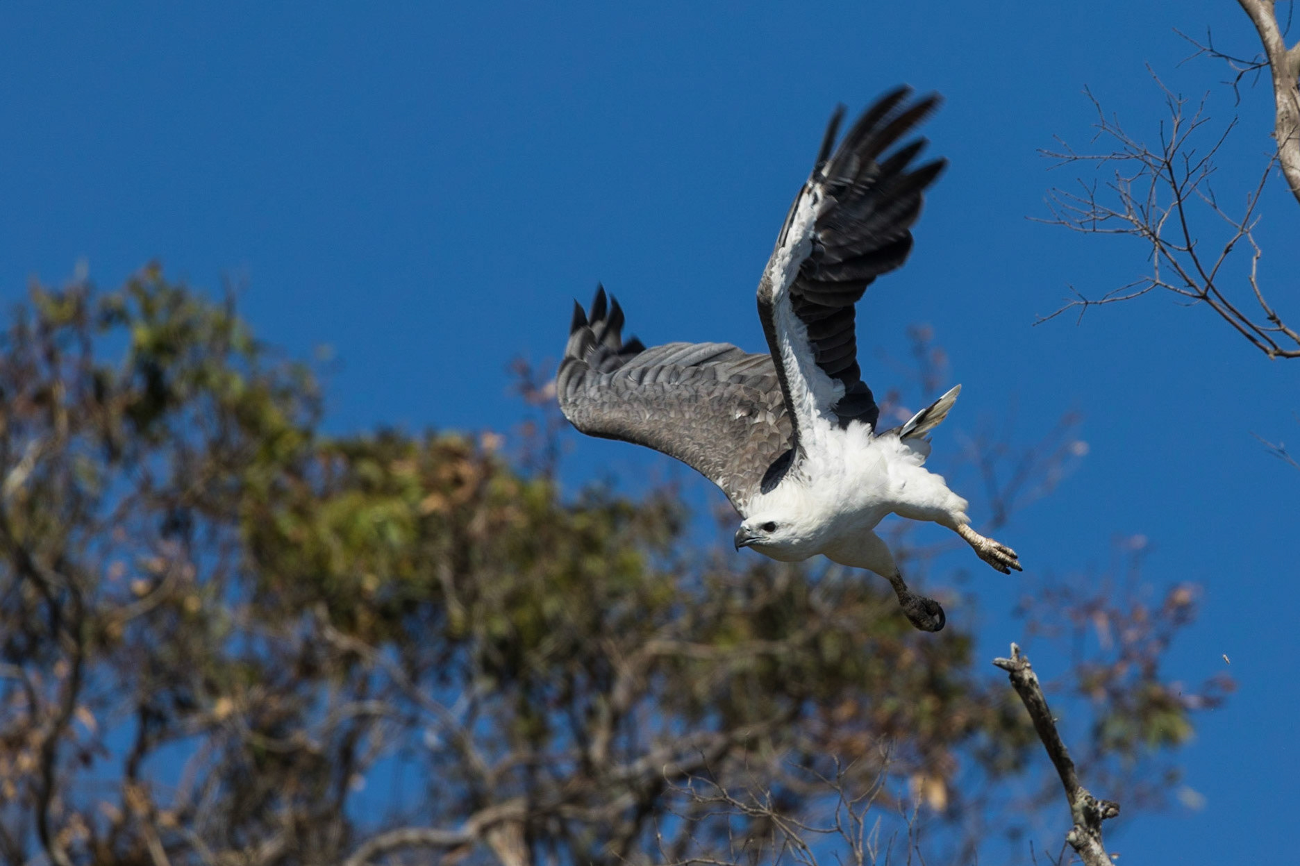 White-Bellied Sea-Eagle