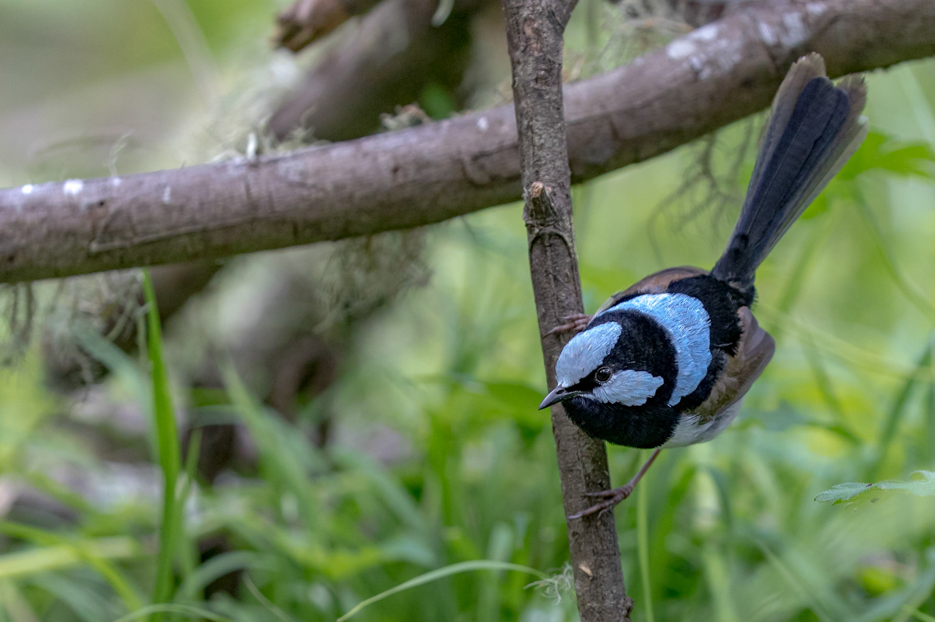 Superb Fairy-wren