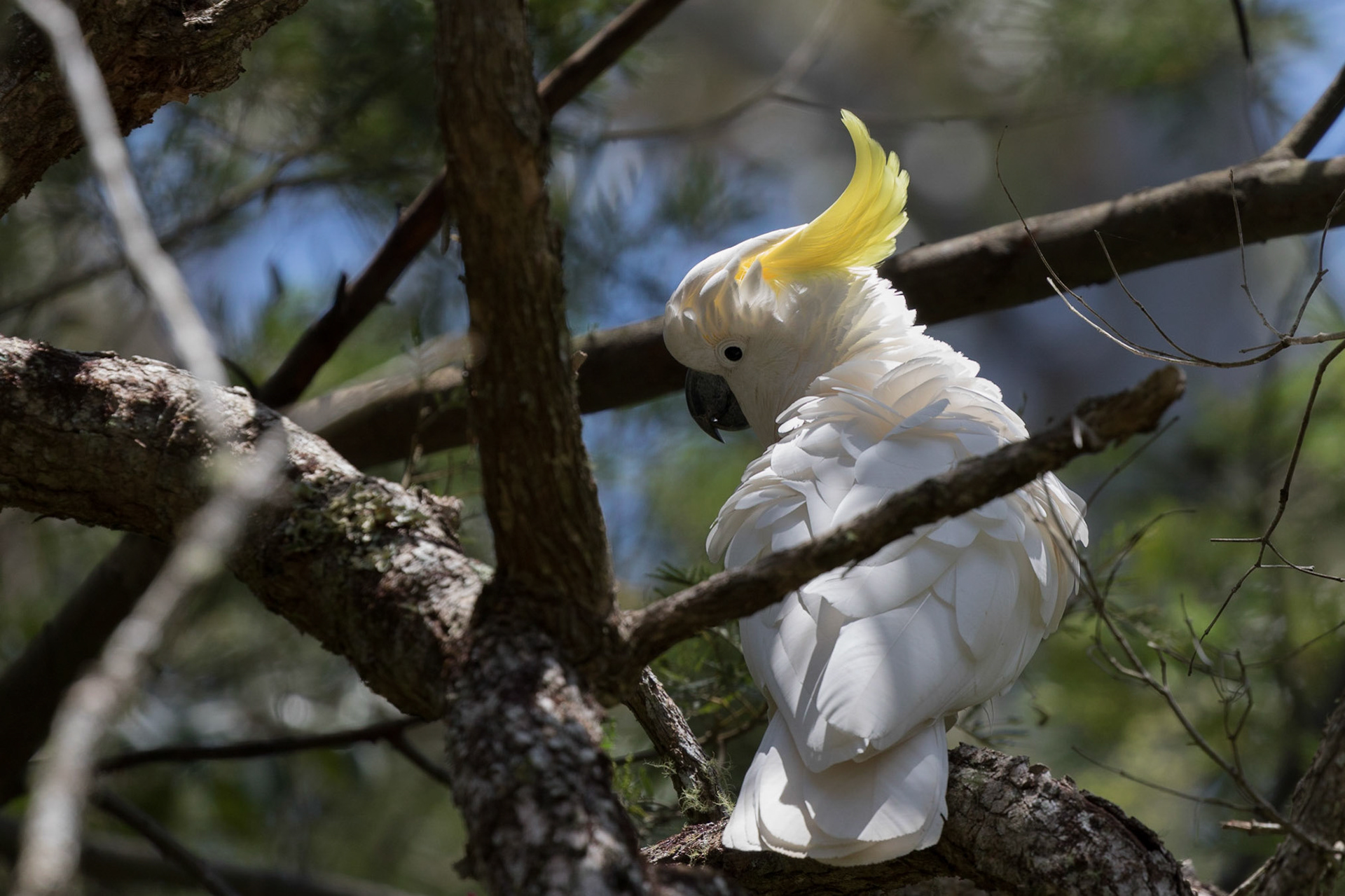 Sulphur-crested Cookatoo