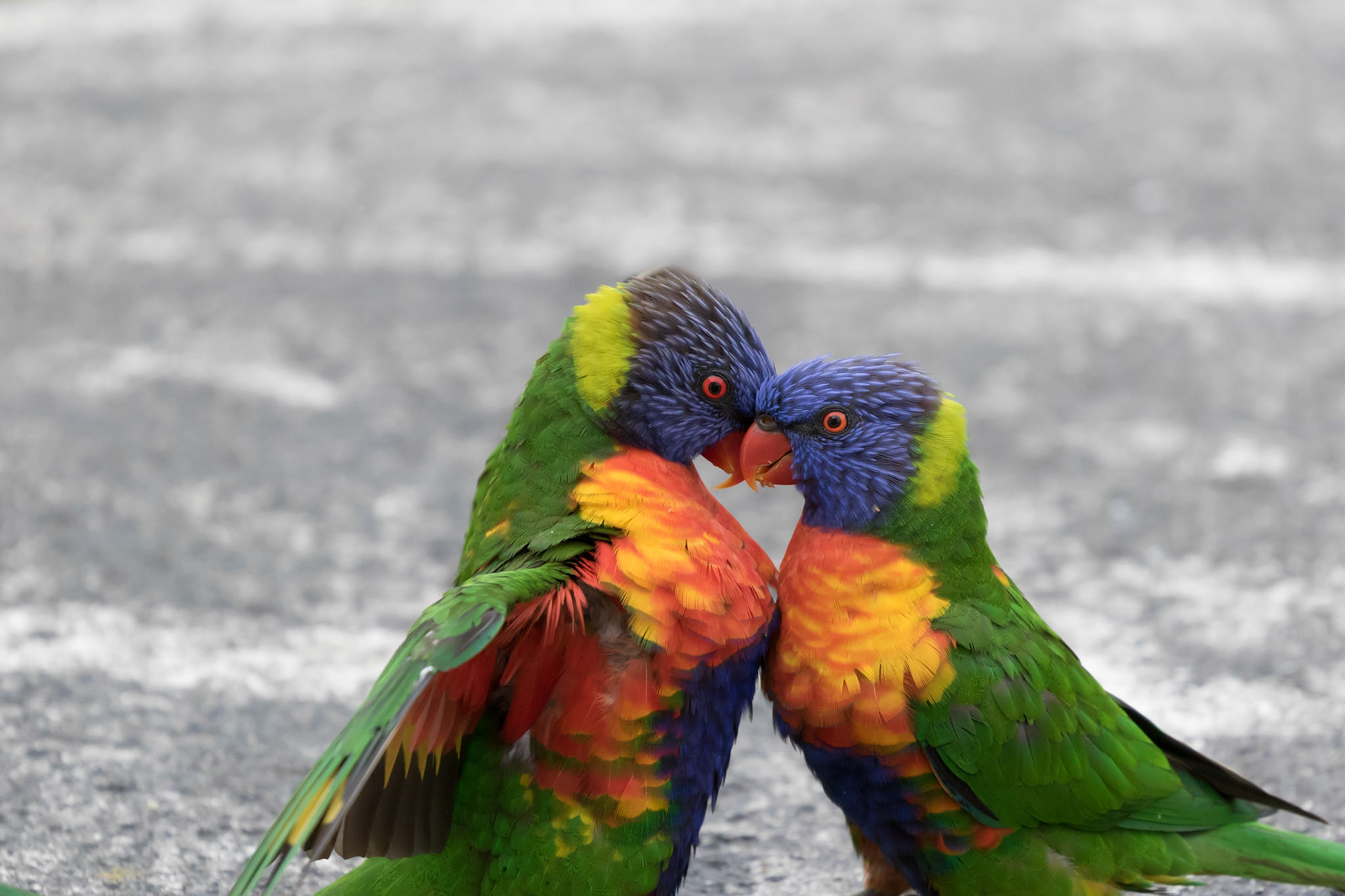 Rainbow Lorikeet