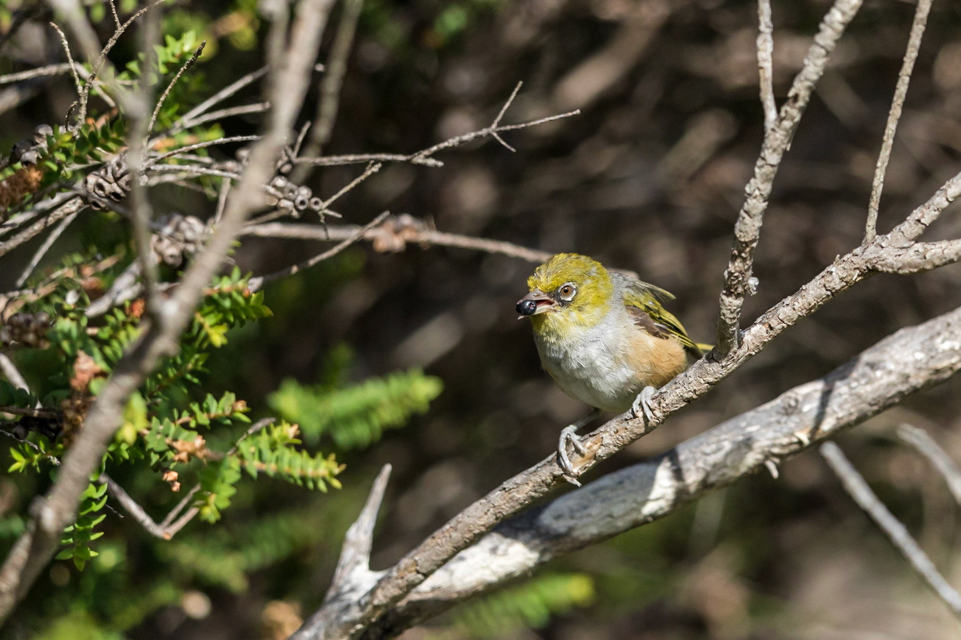 Silvereye