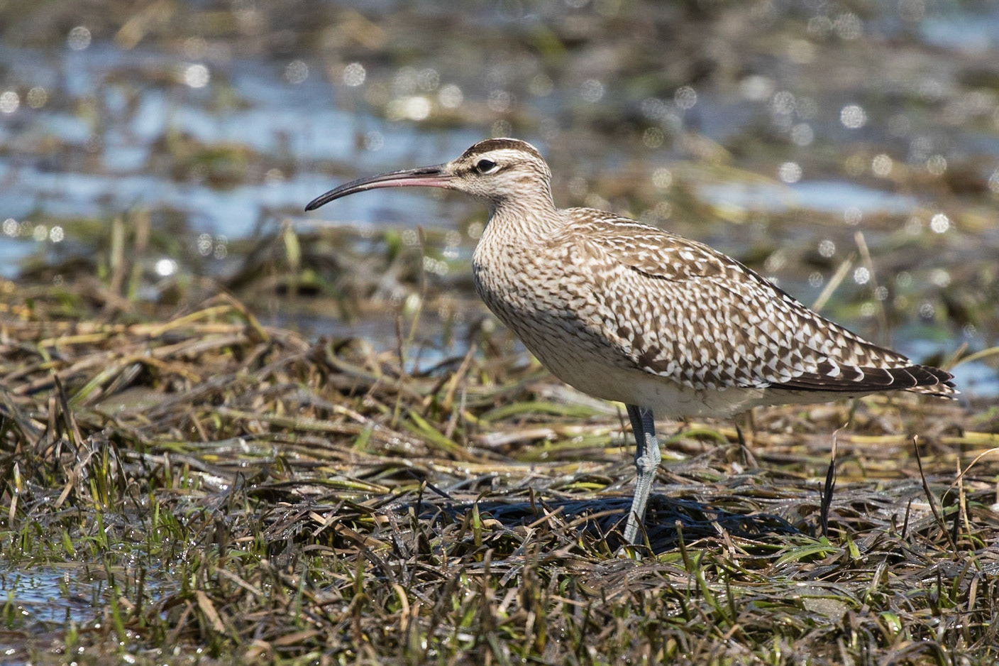 Whimbrel