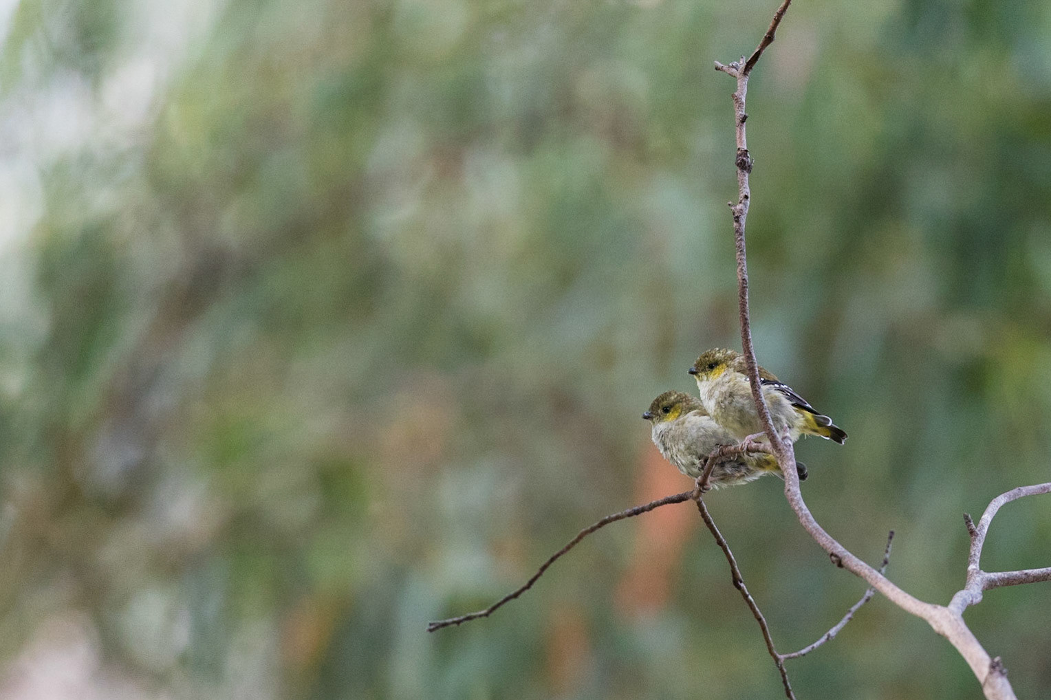 Forty-Spotted Pardalote