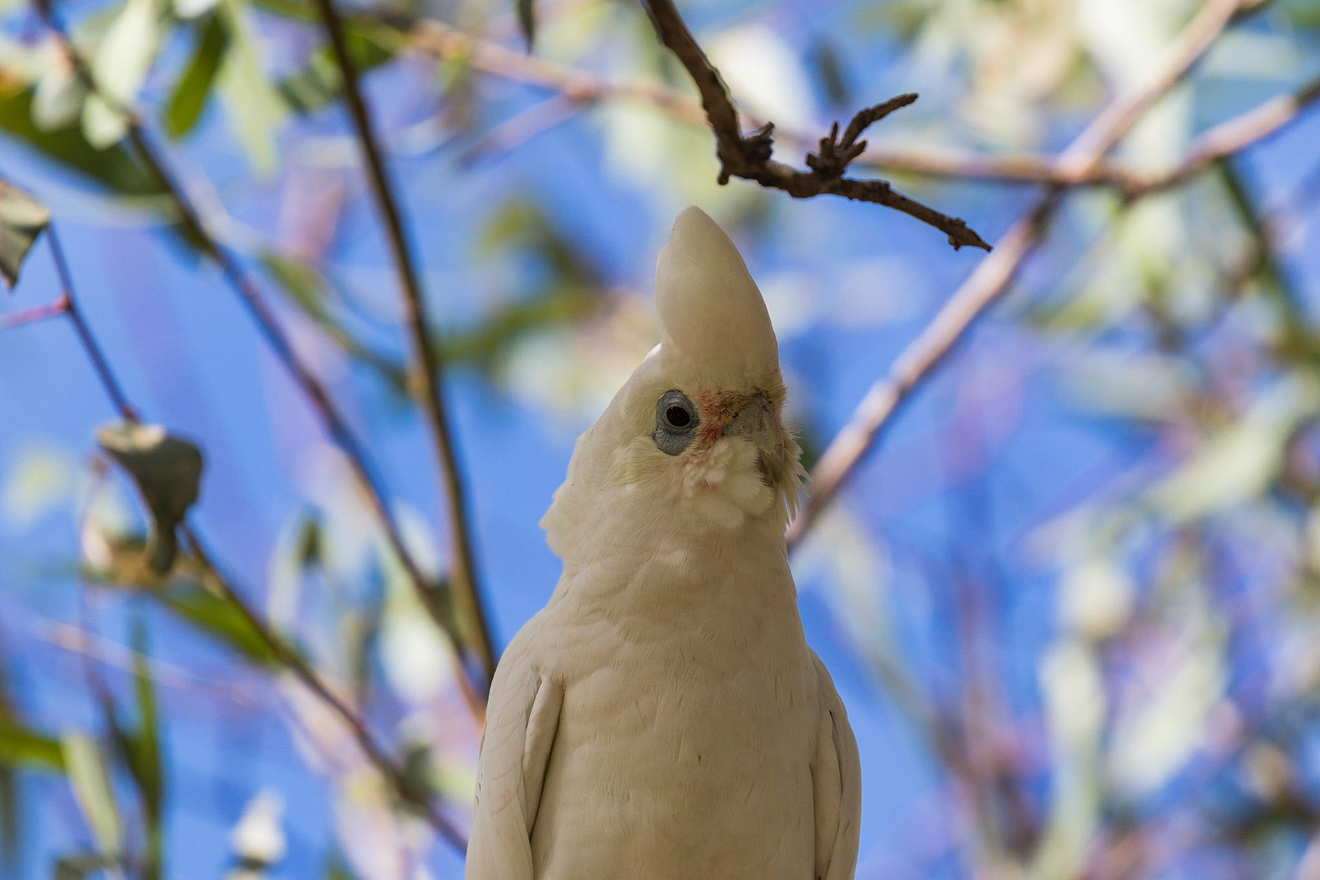 Little Corella