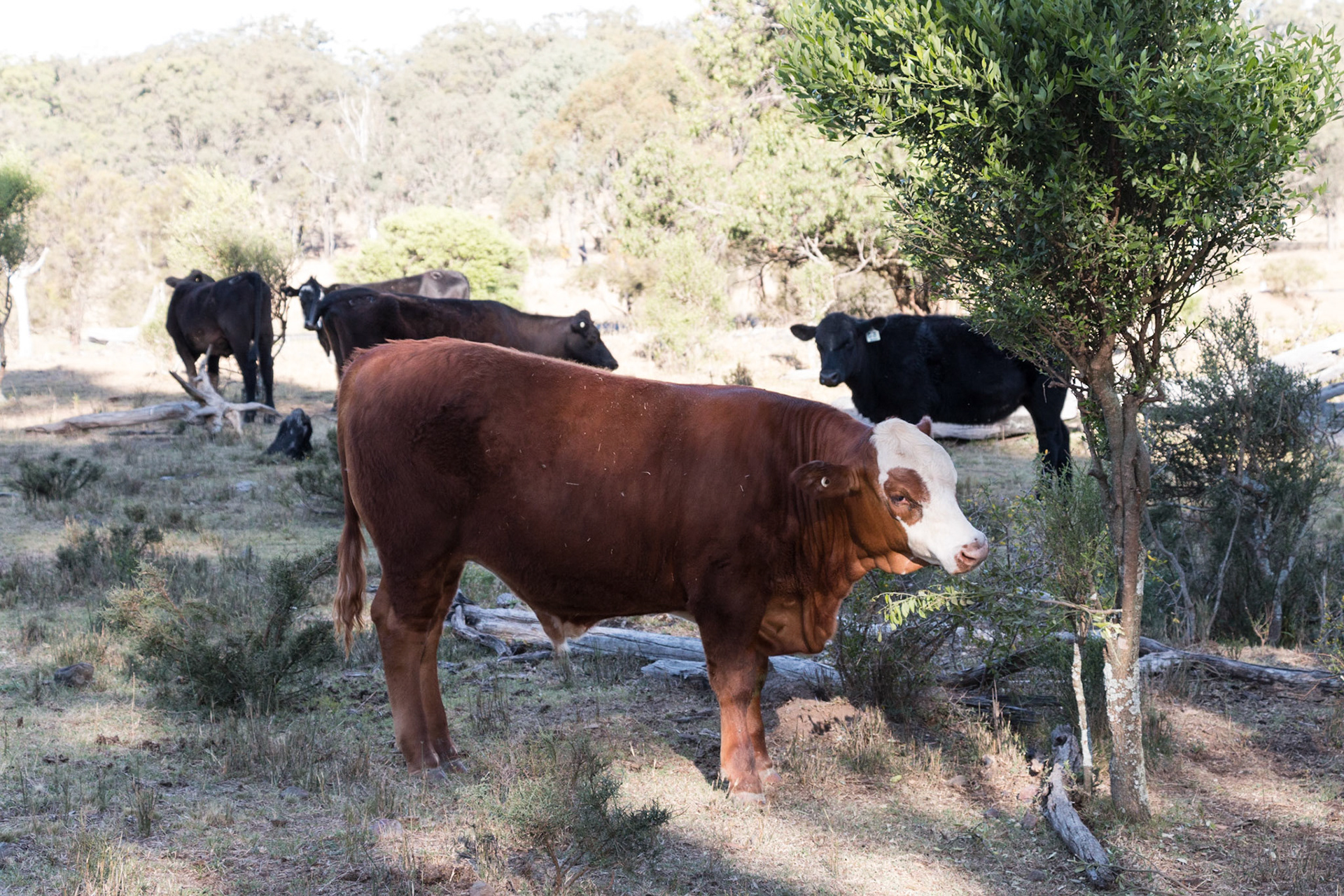 Cattle
