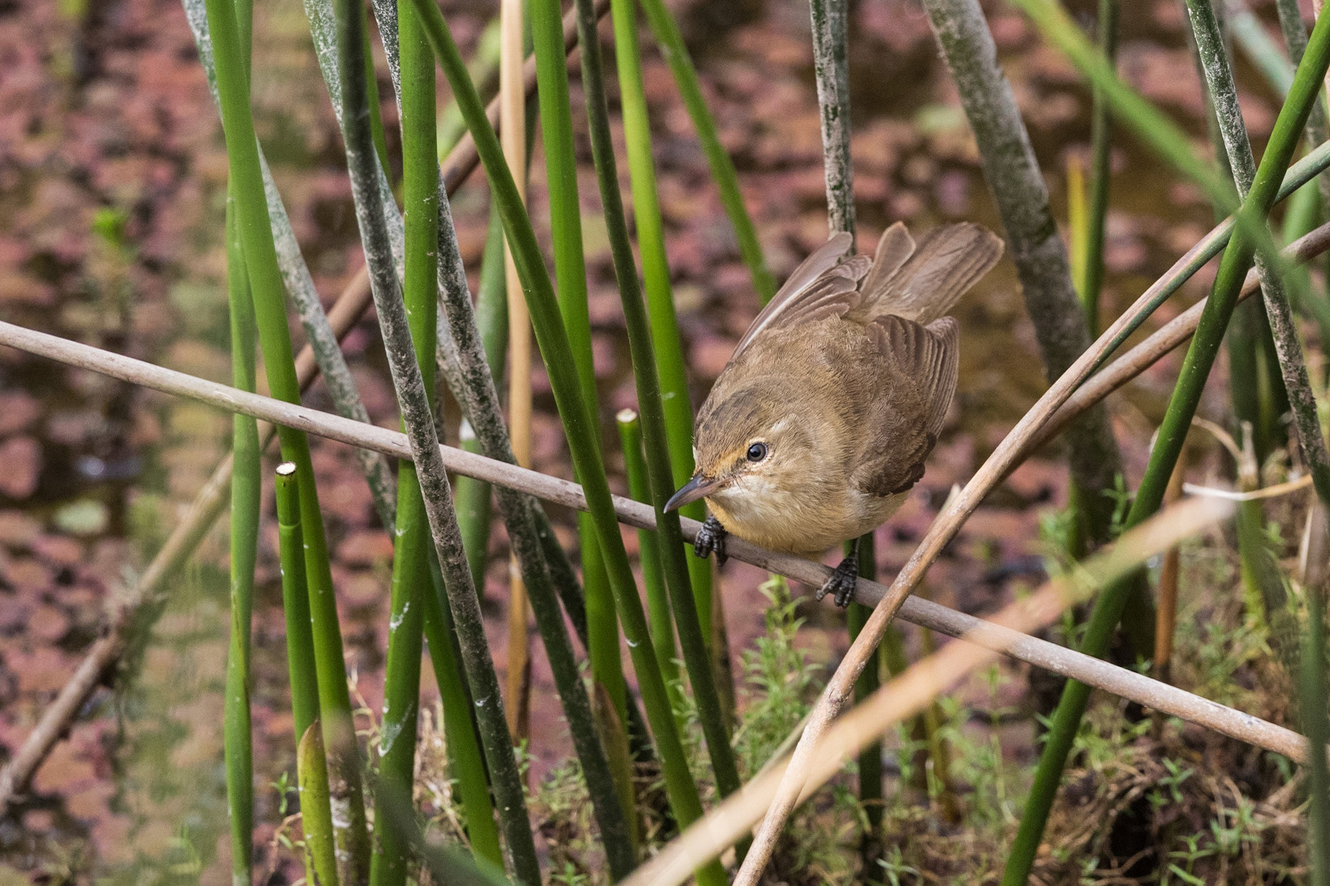 Australian Reed-Warbler