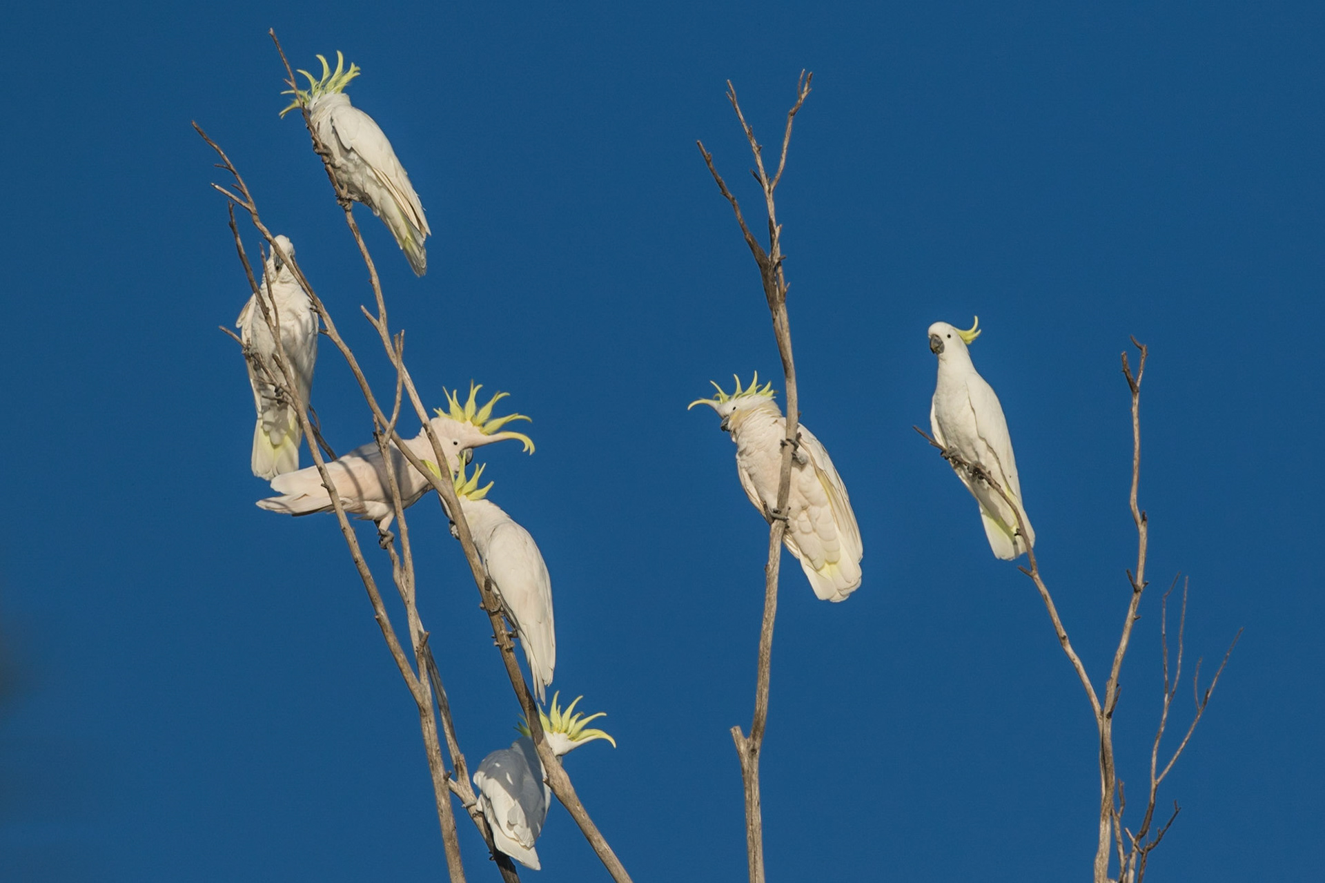 Sulphur-crested Cockatoo