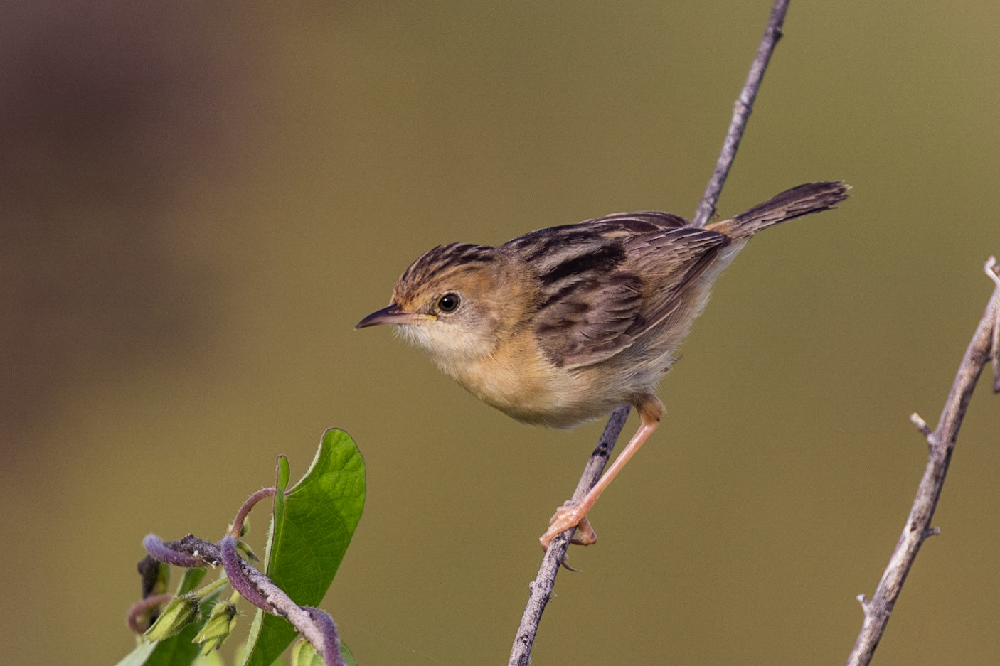 Goldern-headed Cisticola