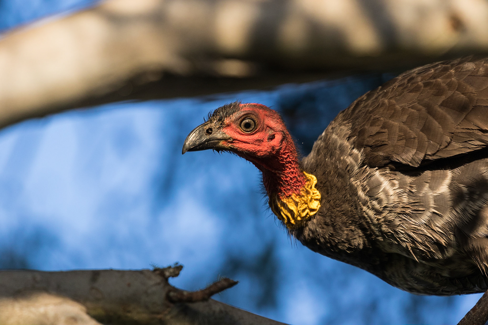Australian Brush-turkey
