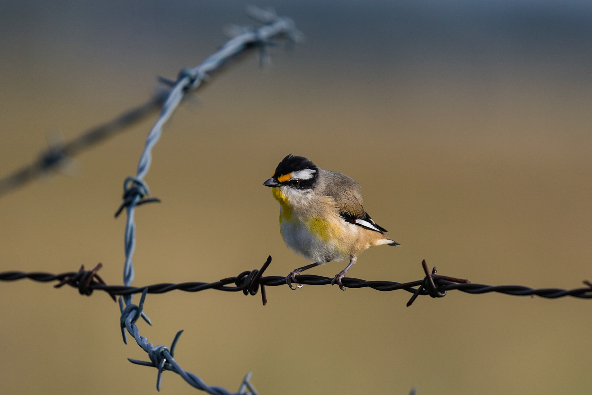 Striated Pardalote