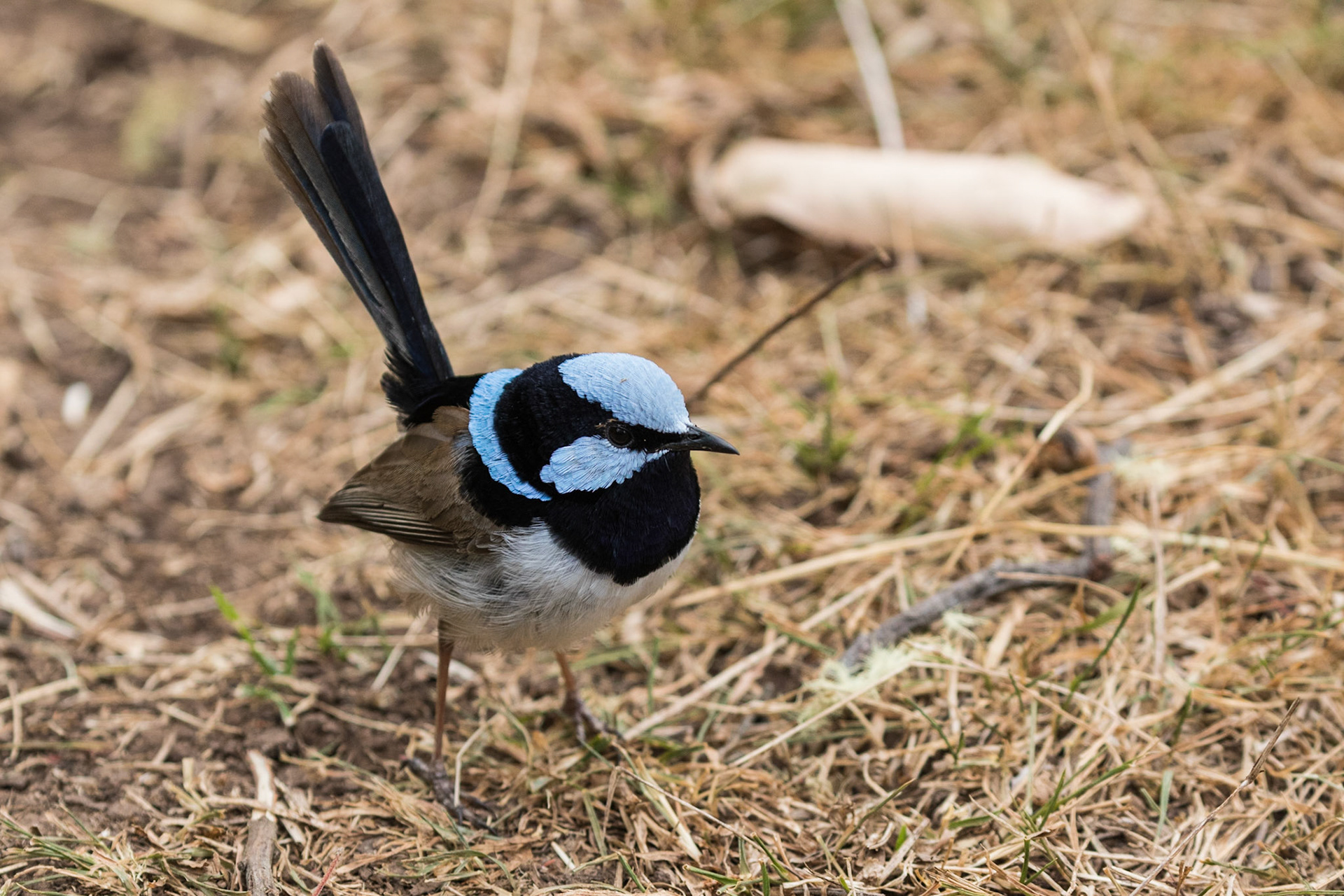 Superb Fairy-wren